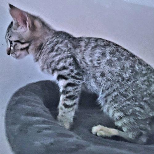 Enlarge Callahan, a Adoptable Tabby in Rutherfordton, NC image 2/3