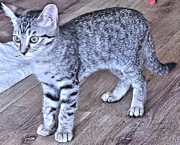 Enlarge Callahan, a Adoptable Tabby in Rutherfordton, NC image 3/3