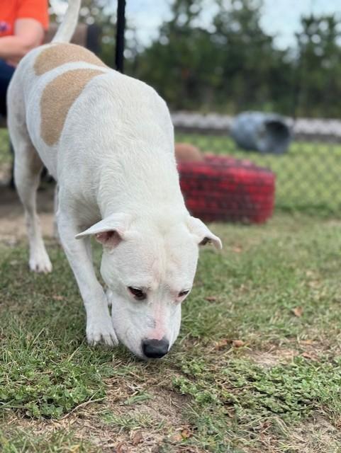CESAR, Adoptable, Adult Male Labrador Retriever.