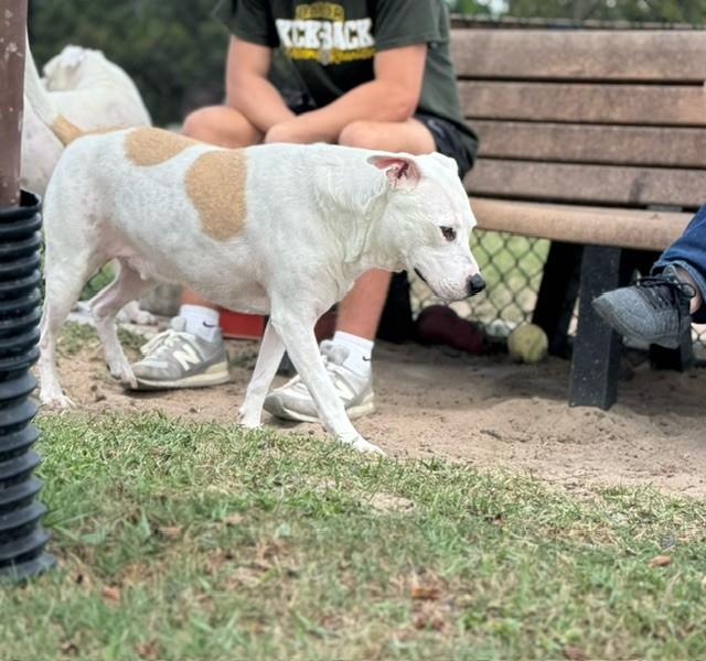 Enlarge CESAR, a Adoptable mixed breed in Lynn Haven, FL image 2/4
