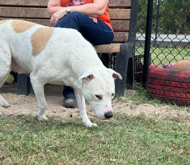 Enlarge CESAR, a Adoptable mixed breed in Lynn Haven, FL image 4/4