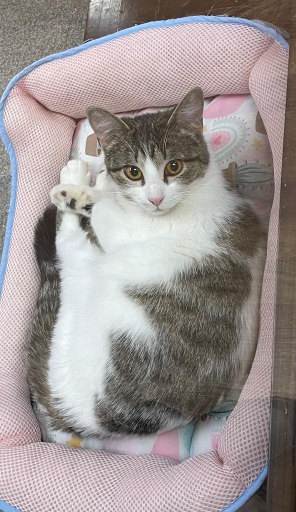 Enlarge Adora, a Adoptable mixed breed in Spooner, WI image 1/2