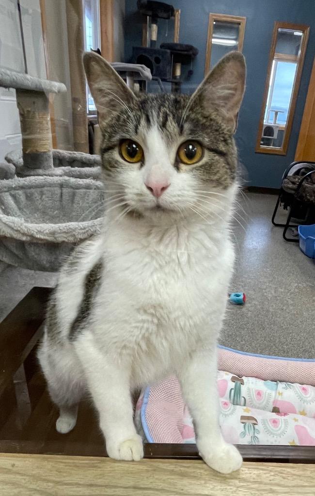 Enlarge Adora, a Adoptable mixed breed in Spooner, WI image 2/2