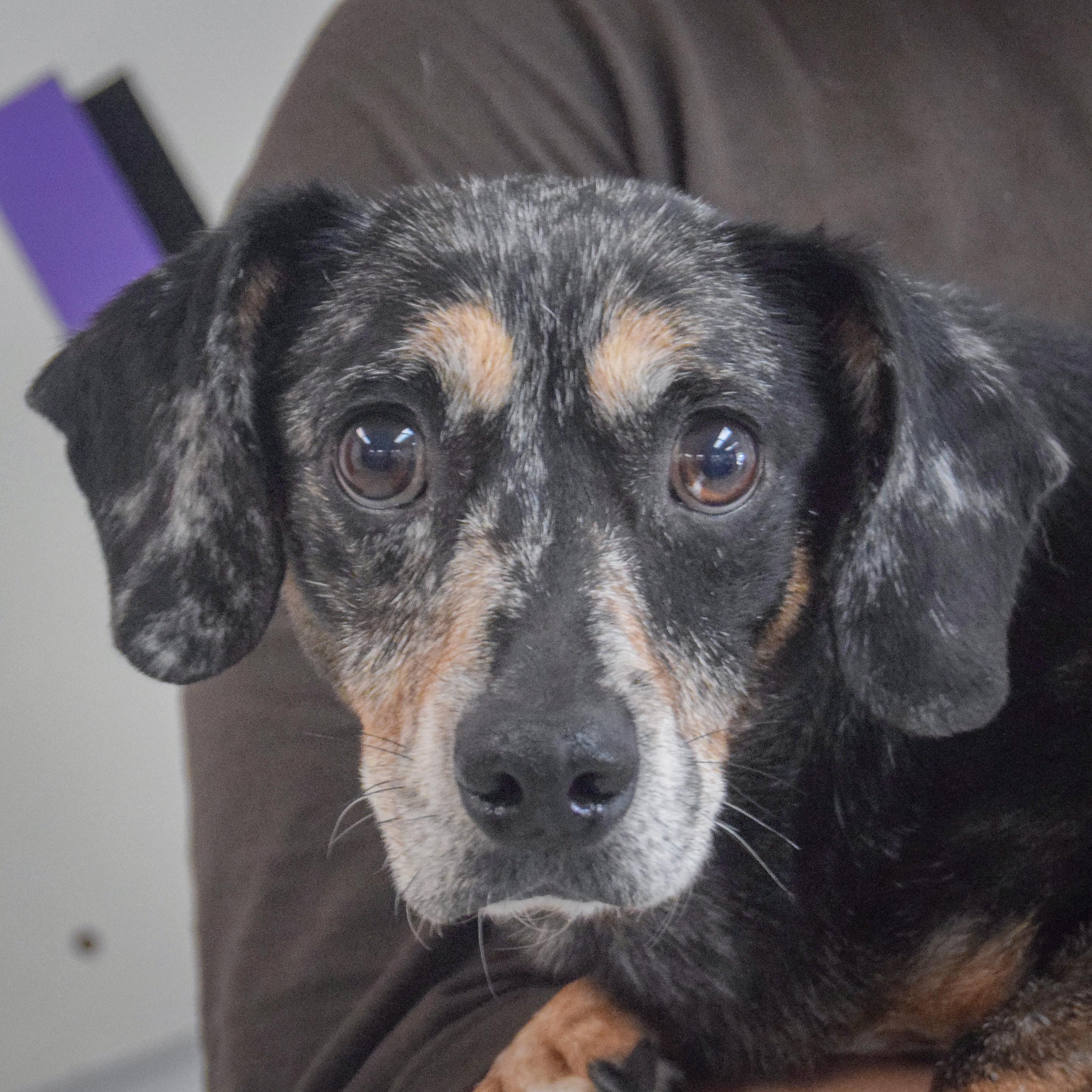 Monty, an adopted mixed breed in Huntley, IL image 1/4