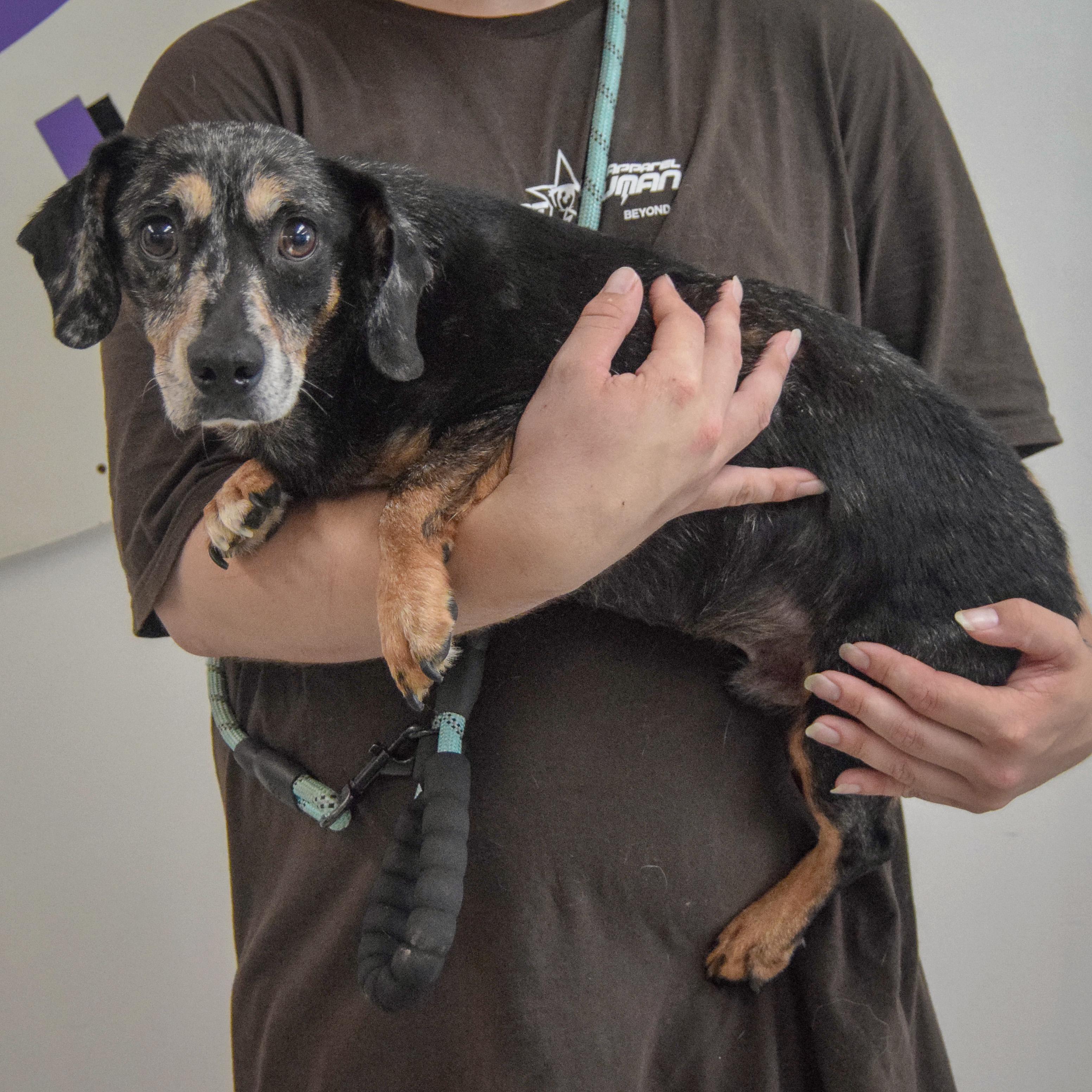 Monty, an adopted mixed breed in Huntley, IL image 2/4