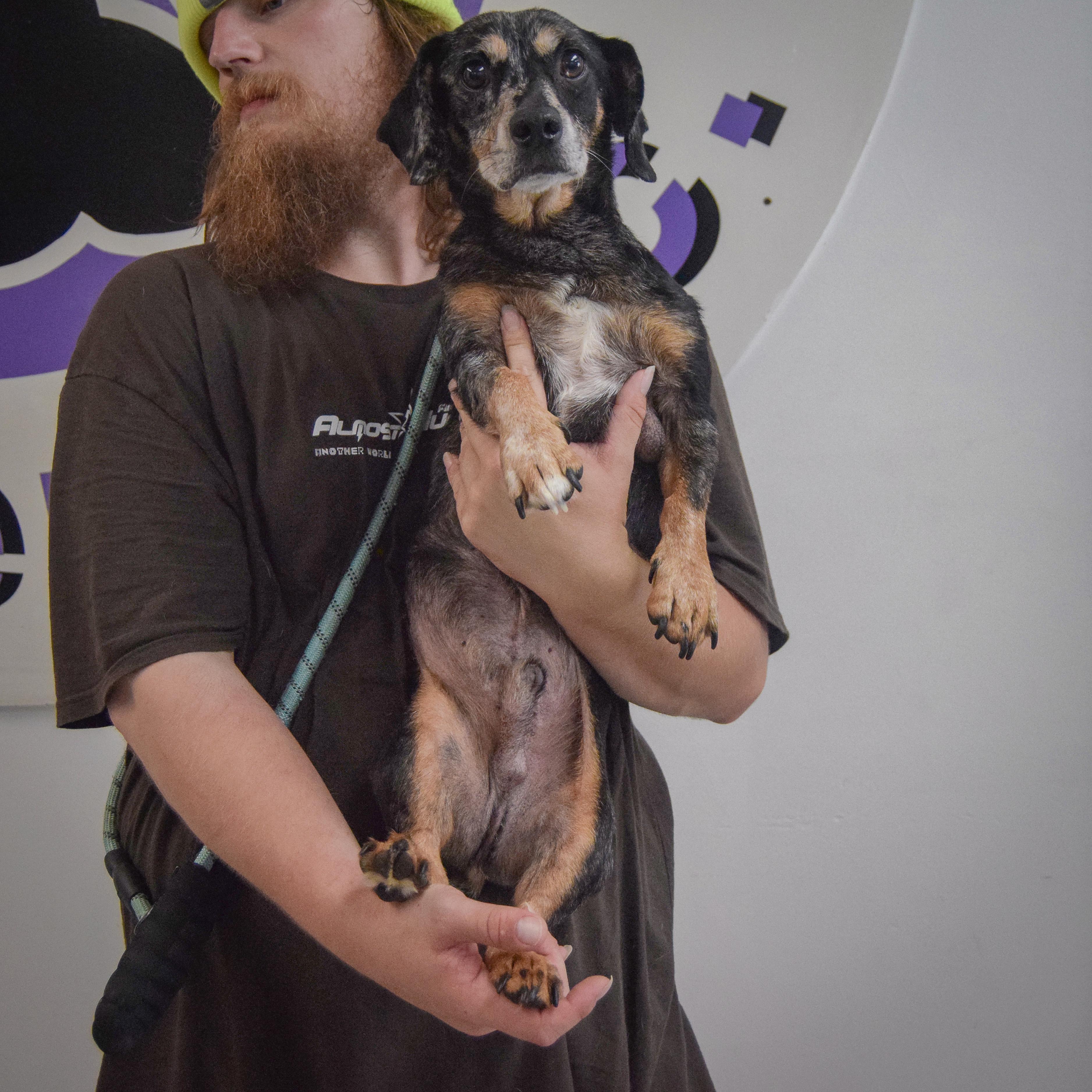 Monty, an adopted mixed breed in Huntley, IL image 4/4
