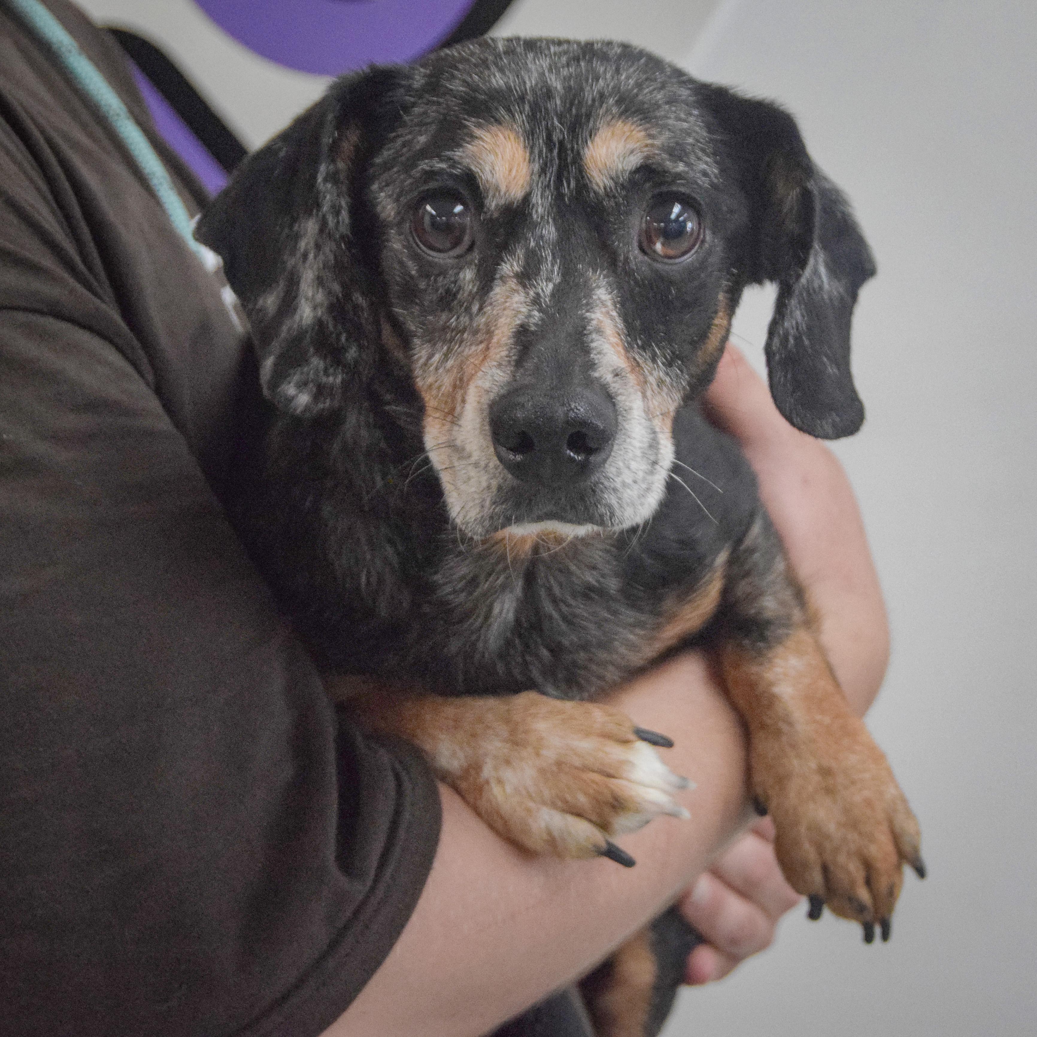 Monty, an adopted mixed breed in Huntley, IL image 3/4