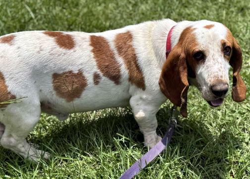Enlarge CORNBREAD, a Adopted Basset Hound in Mays Landing, NJ image 1/3
