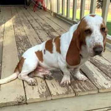 Enlarge CORNBREAD, a Adopted Basset Hound in Mays Landing, NJ image 2/3