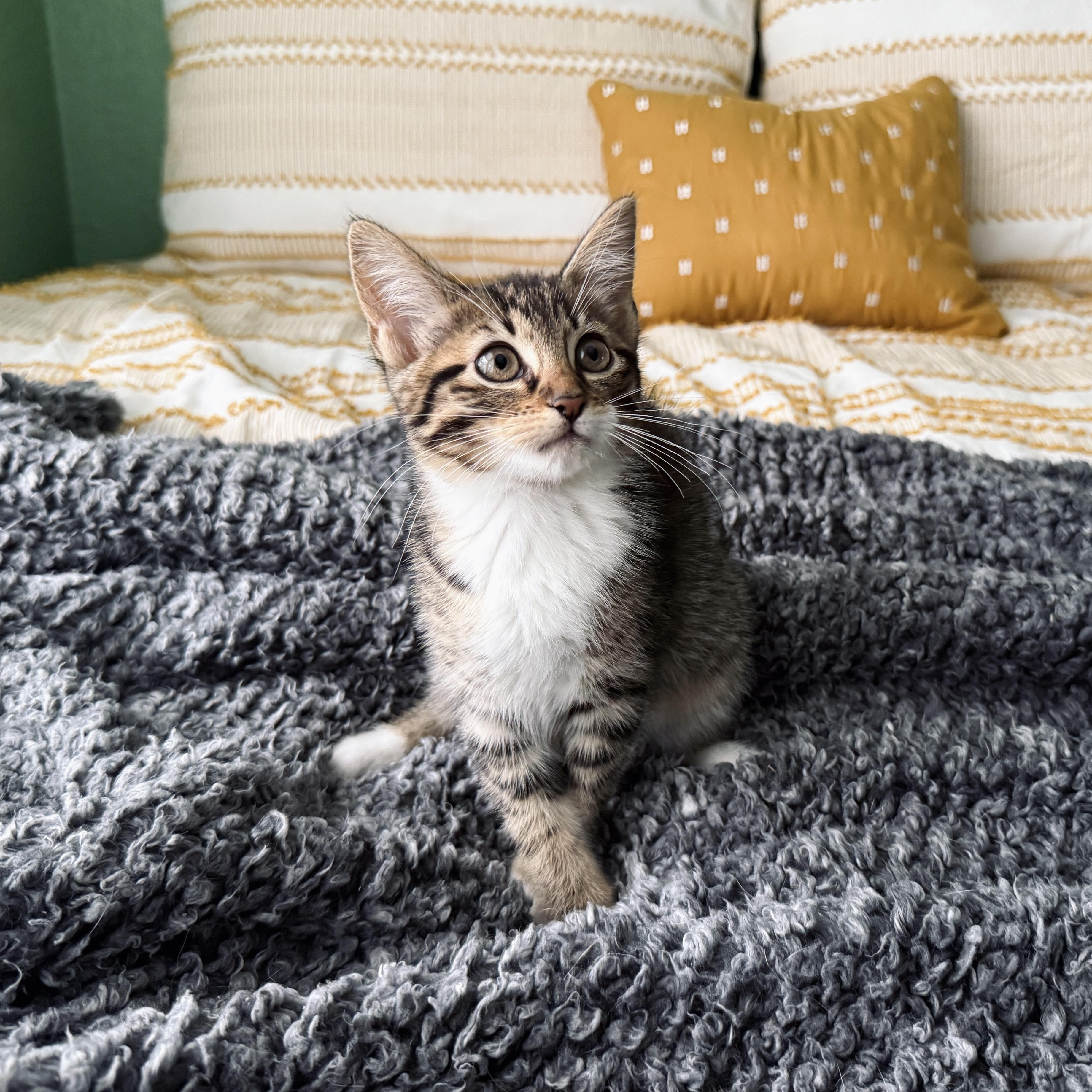 Syrup, ADOPTABLE, Kitten Female Domestic Short Hair.
