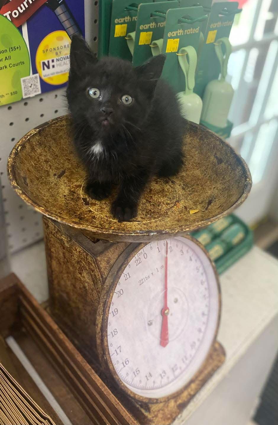 Lucky, Adoptable, Kitten Male Domestic Short Hair.