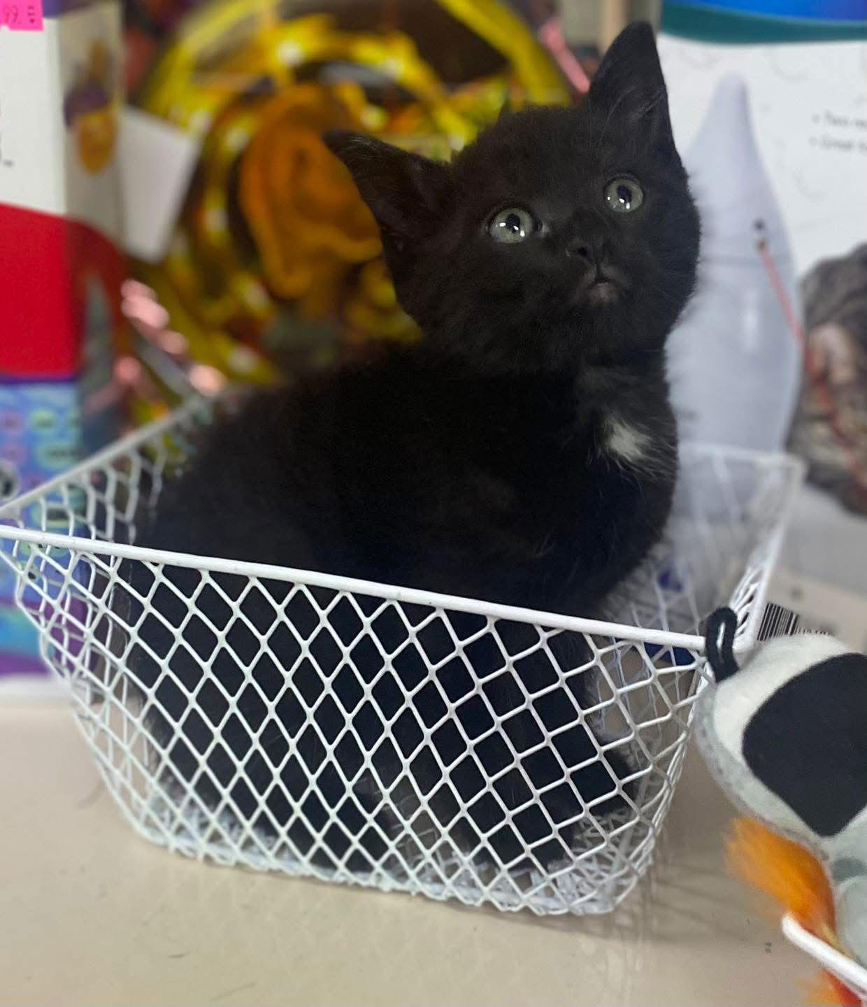 Lucky, a Adoptable Domestic Short Hair in Oakboro , NC image 2/3