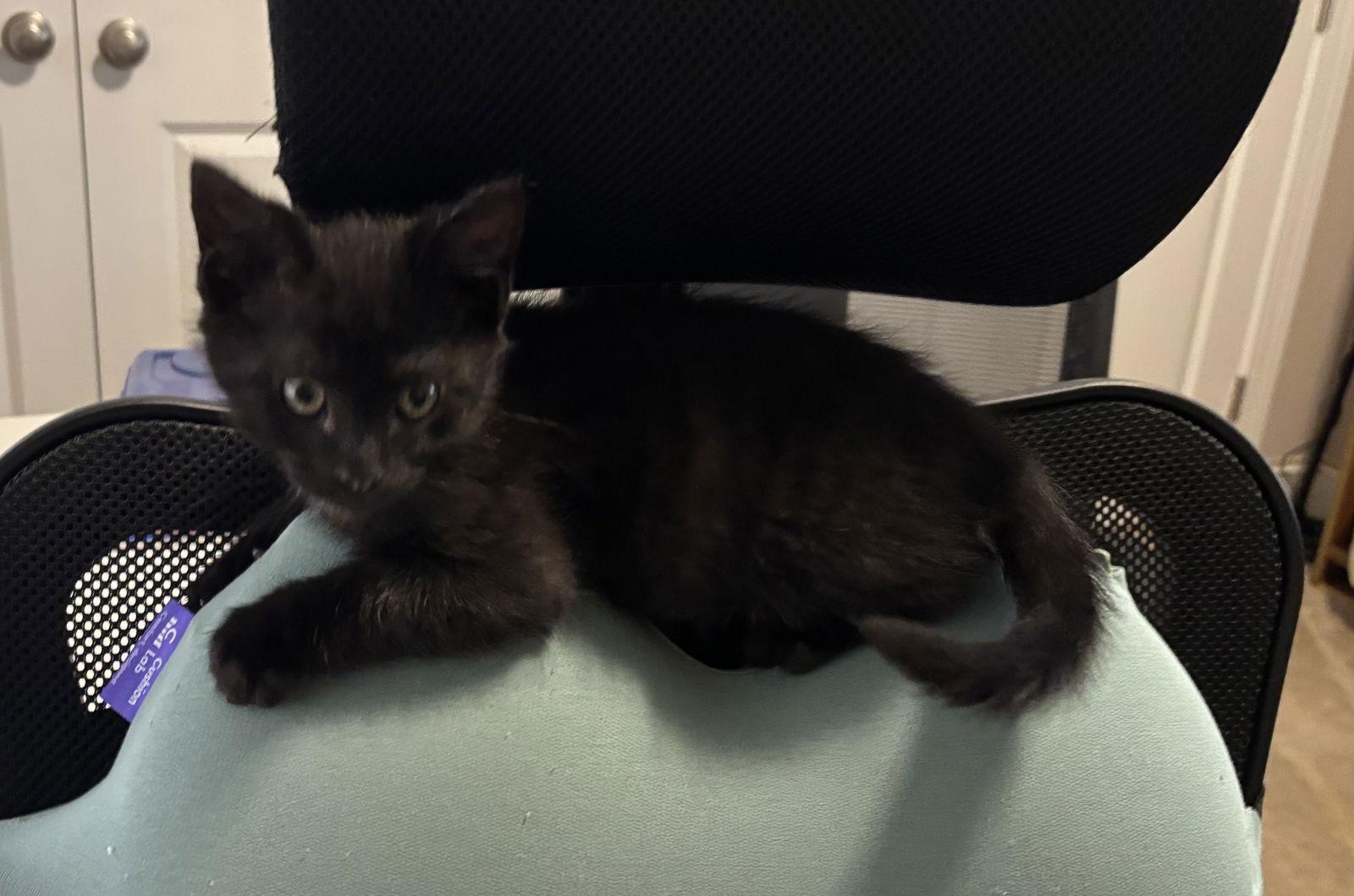 Lucky, a Adoptable Domestic Short Hair in Oakboro , NC image 3/3