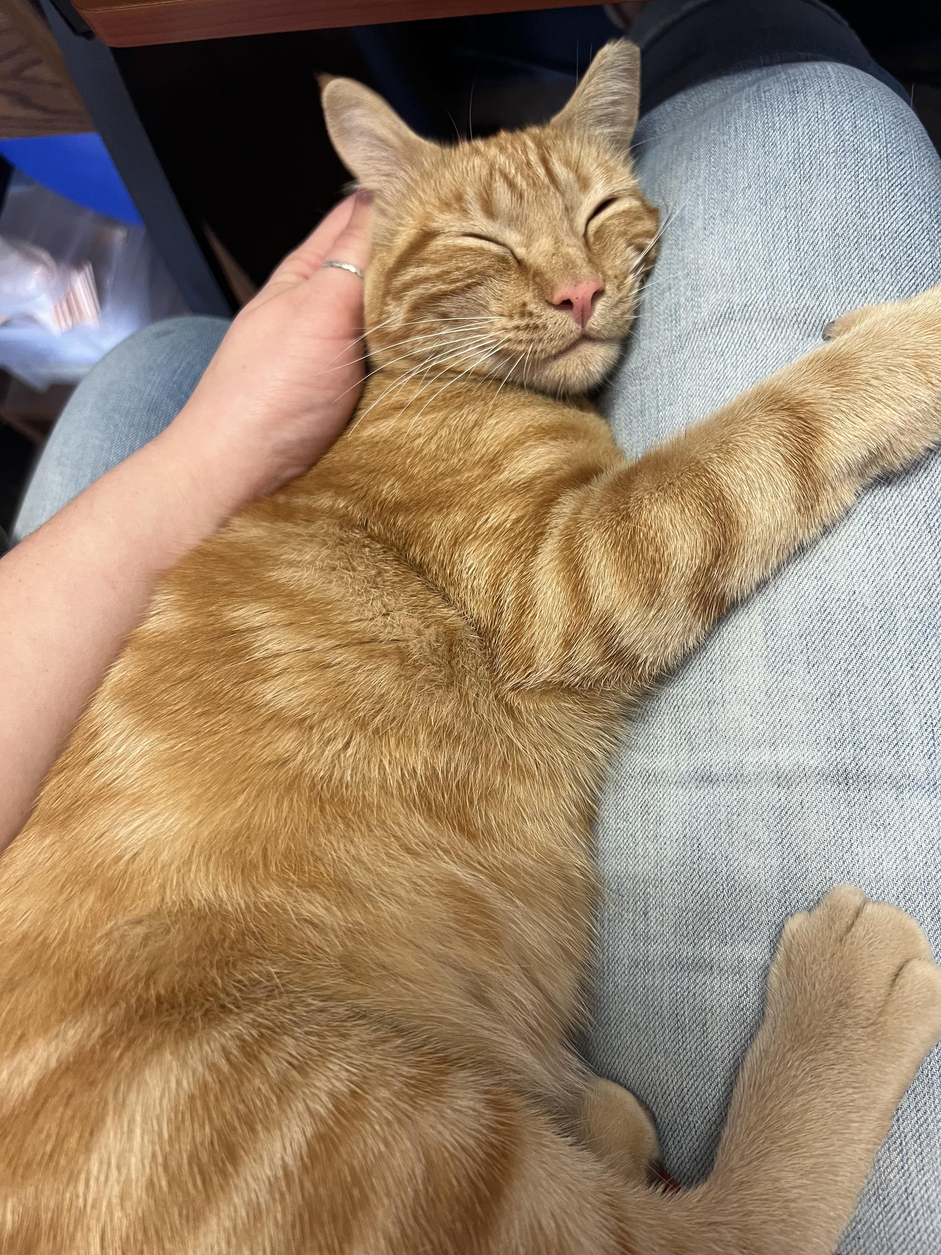 Cheddar, an adoptable Domestic Short Hair in Missoula, MT, 59804 | Photo Image 1