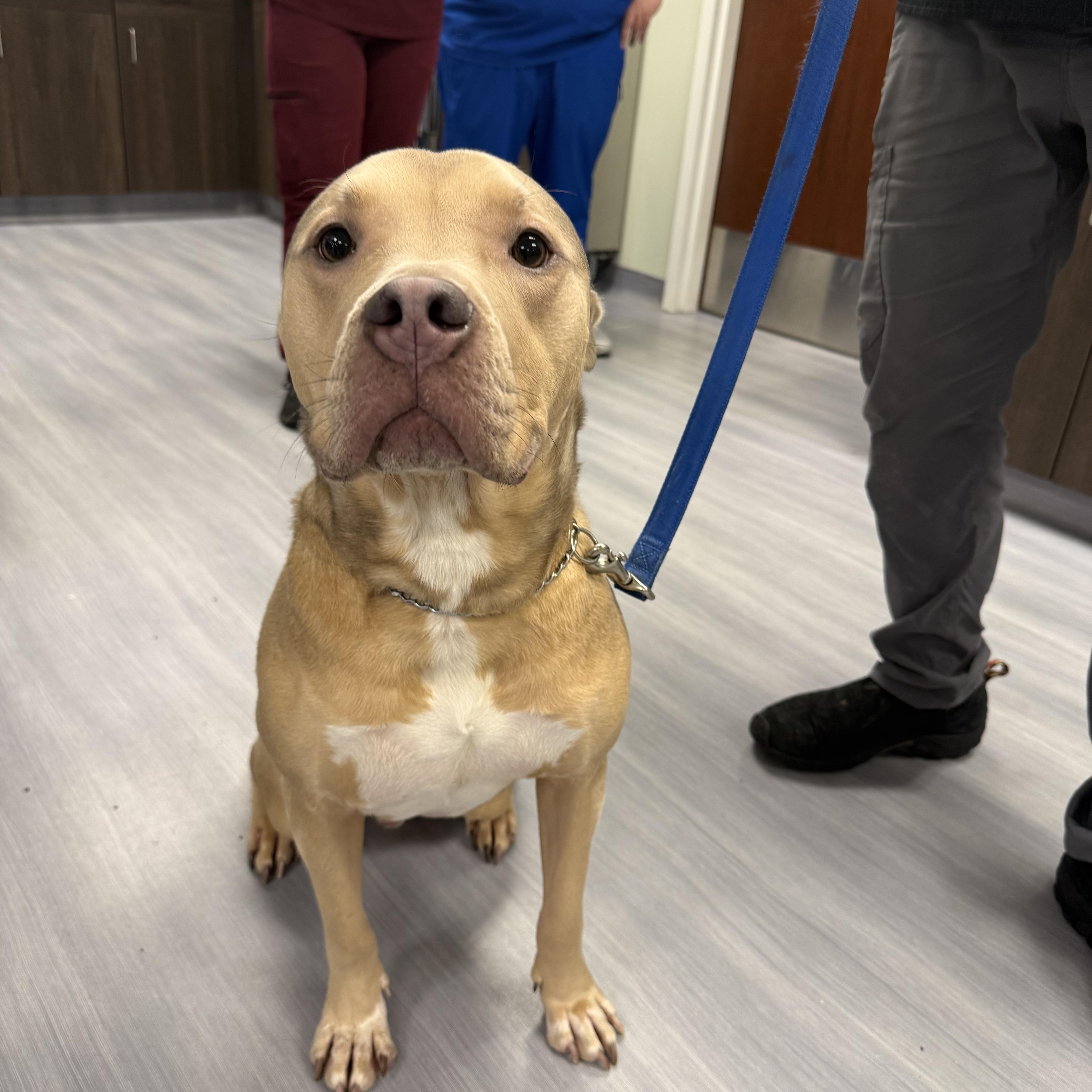 Calvin , ADOPTABLE, Adult Male American Bulldog & Pit Bull Terrier.