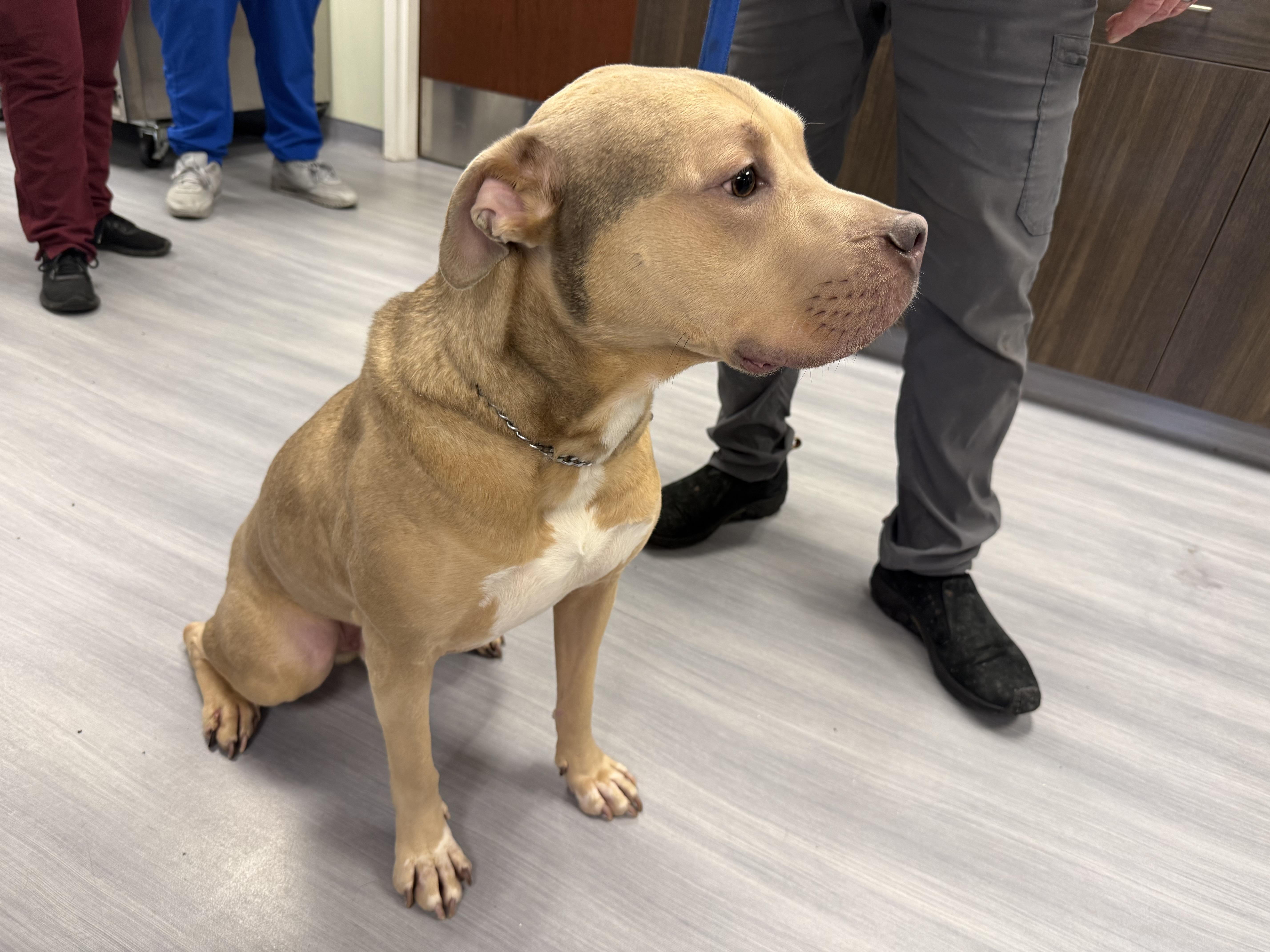 Enlarge Calvin , an adopted mixed breed in Milford, CT image 3/5