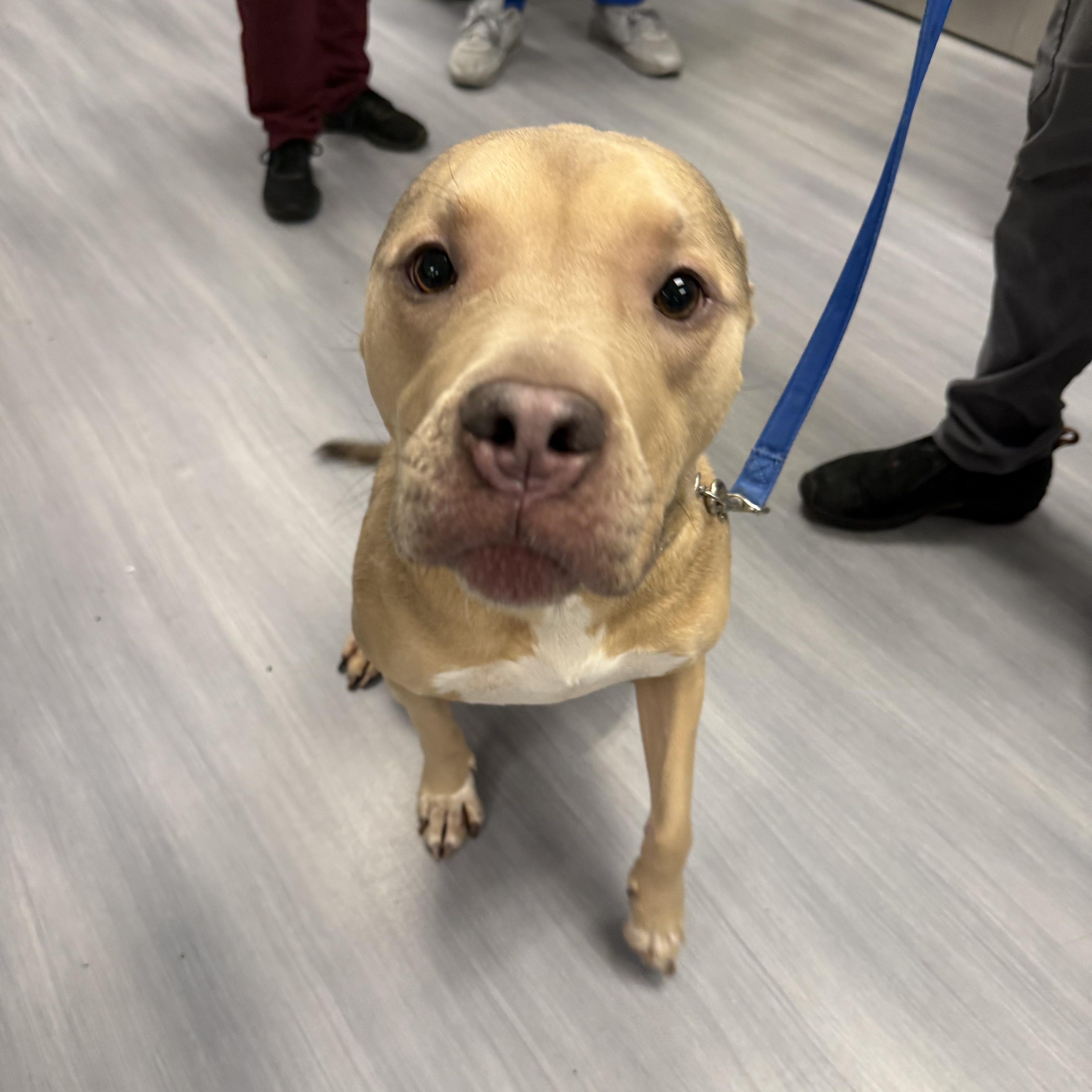 Enlarge Calvin , an adopted mixed breed in Milford, CT image 2/5