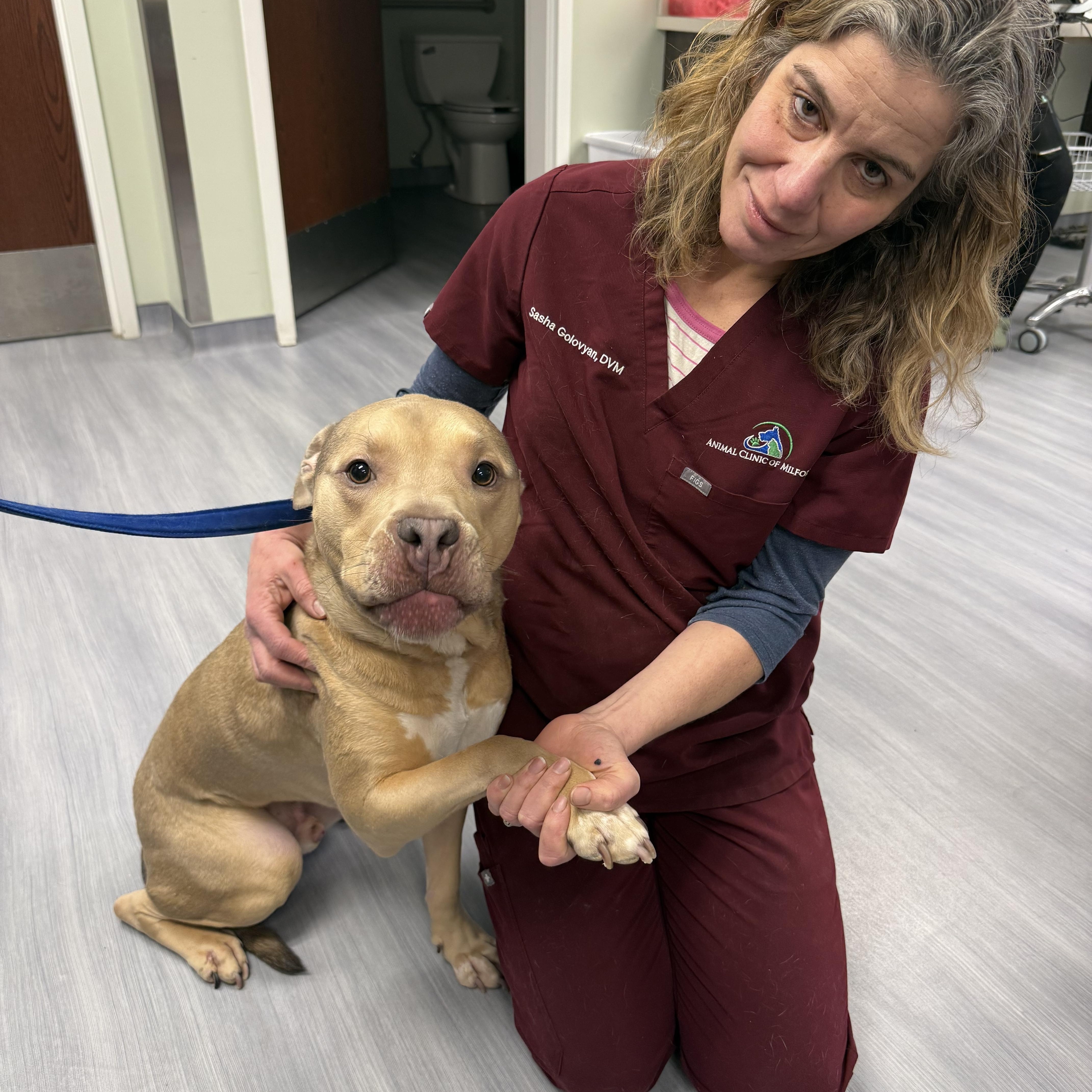 Enlarge Calvin , an adopted mixed breed in Milford, CT image 5/5