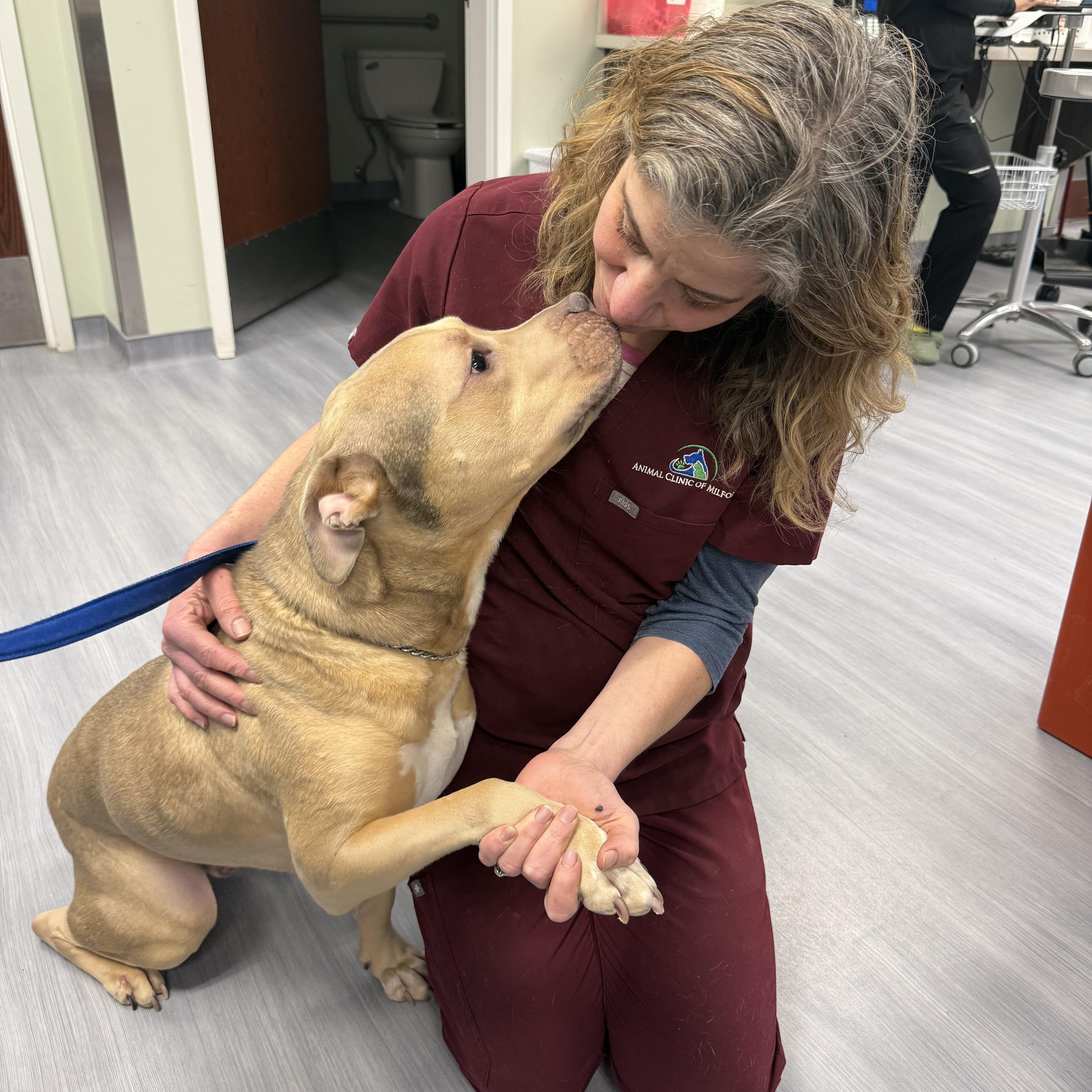 Enlarge Calvin , an adopted mixed breed in Milford, CT image 4/5