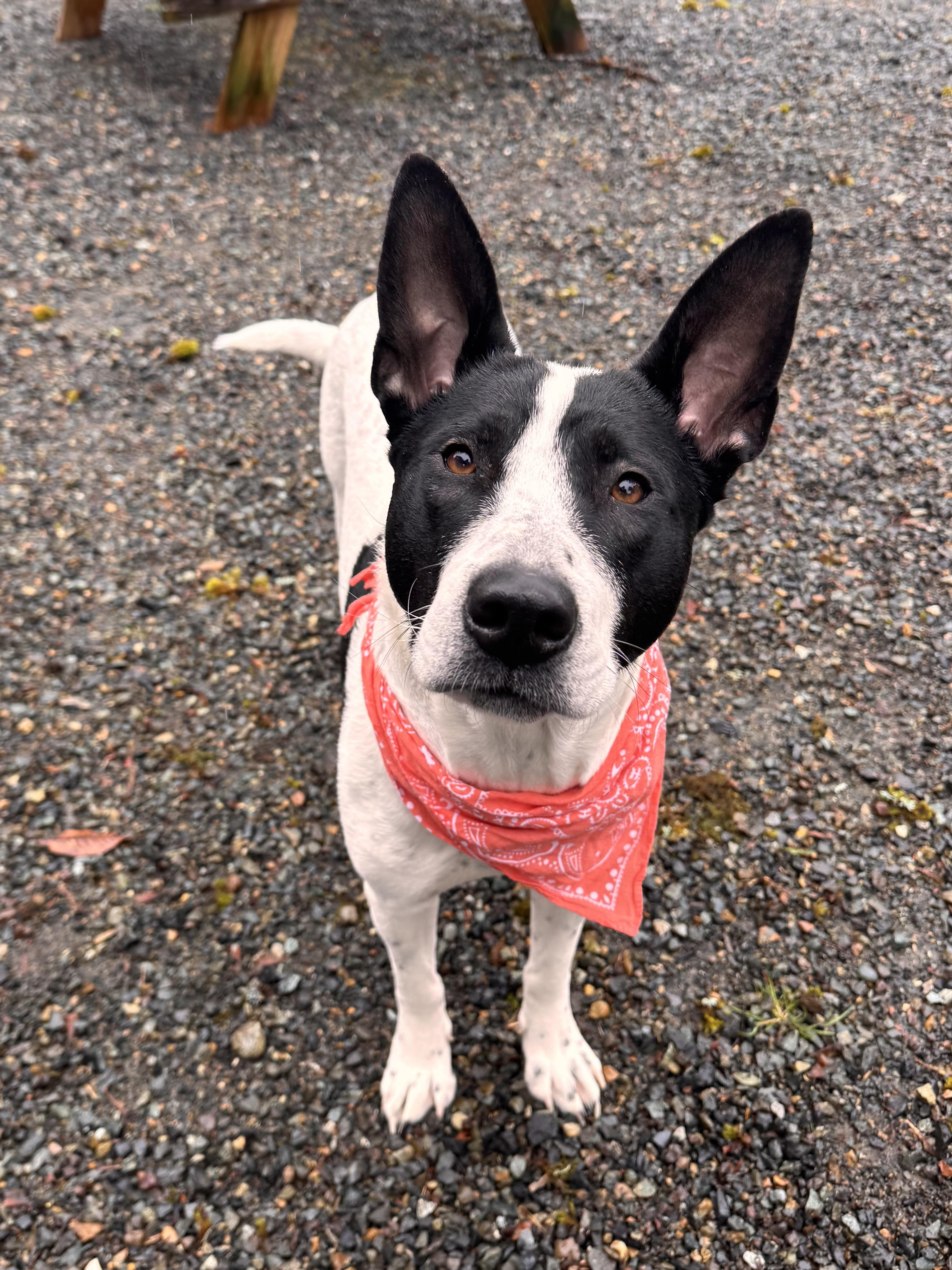 Enlarge Piper , a Adoptable mixed breed in Wenatchee, WA image 1/6