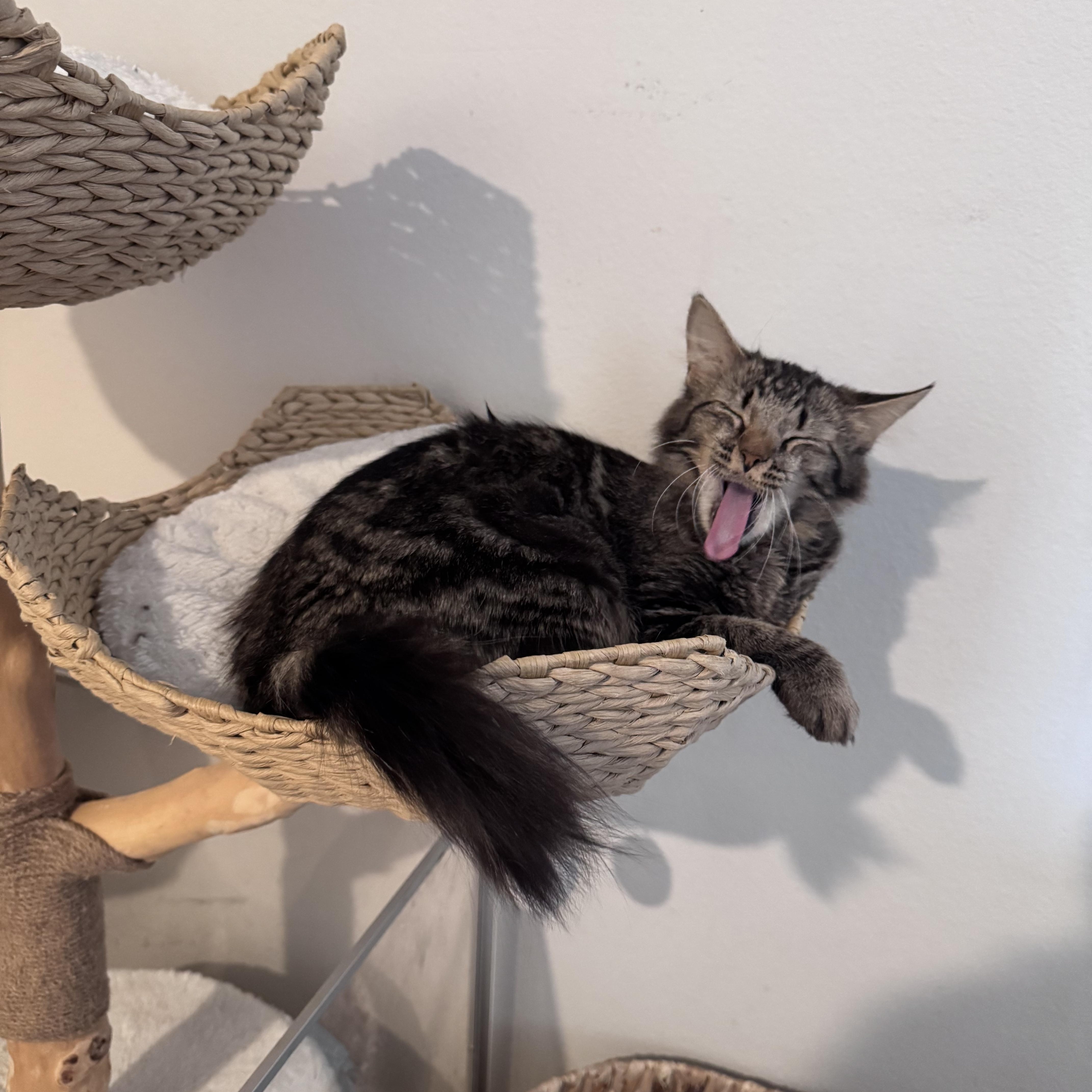 Enlarge Charlotte, a ADOPTABLE Domestic Long Hair in San Diego, CA image 2/4