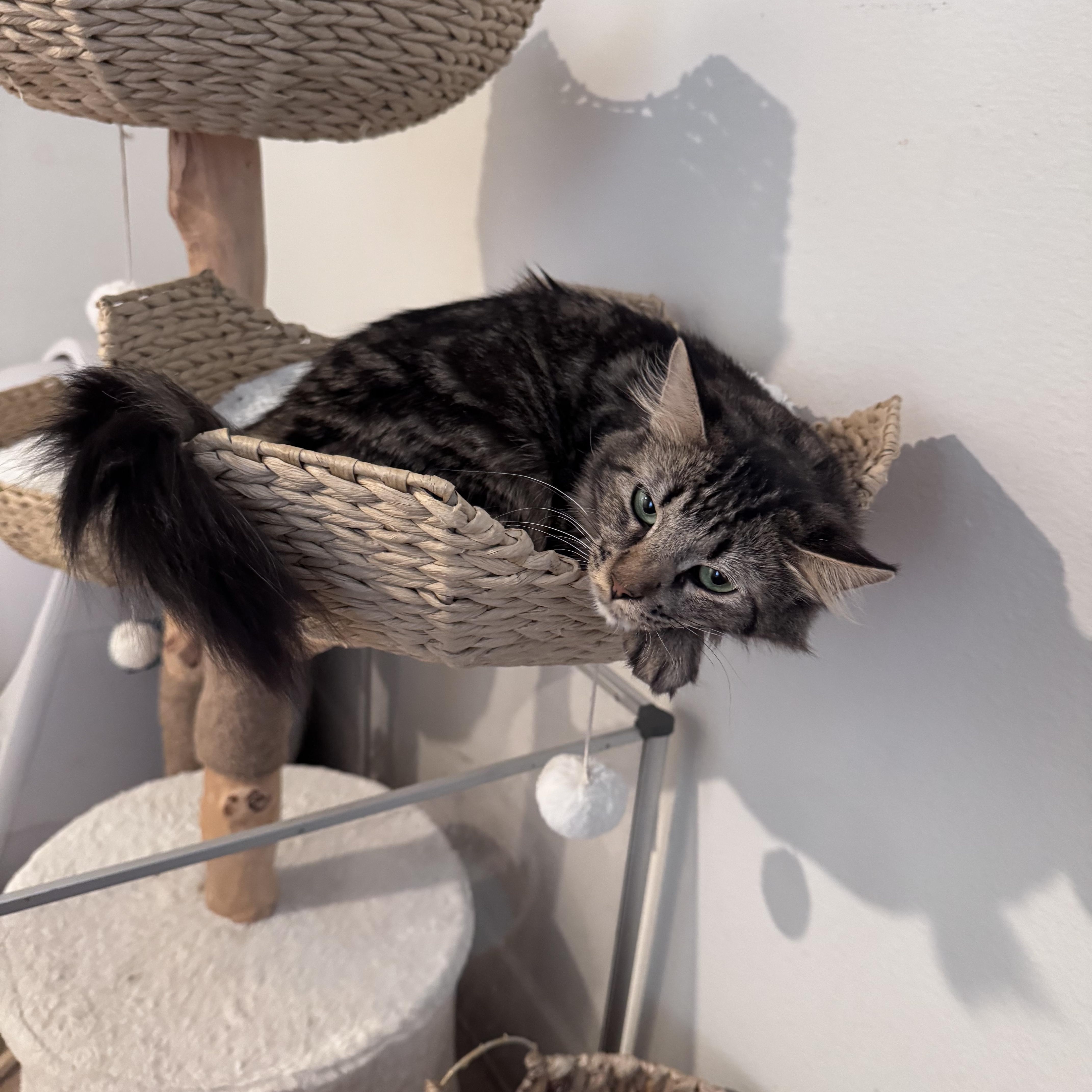 Enlarge Charlotte, a ADOPTABLE Domestic Long Hair in San Diego, CA image 4/4