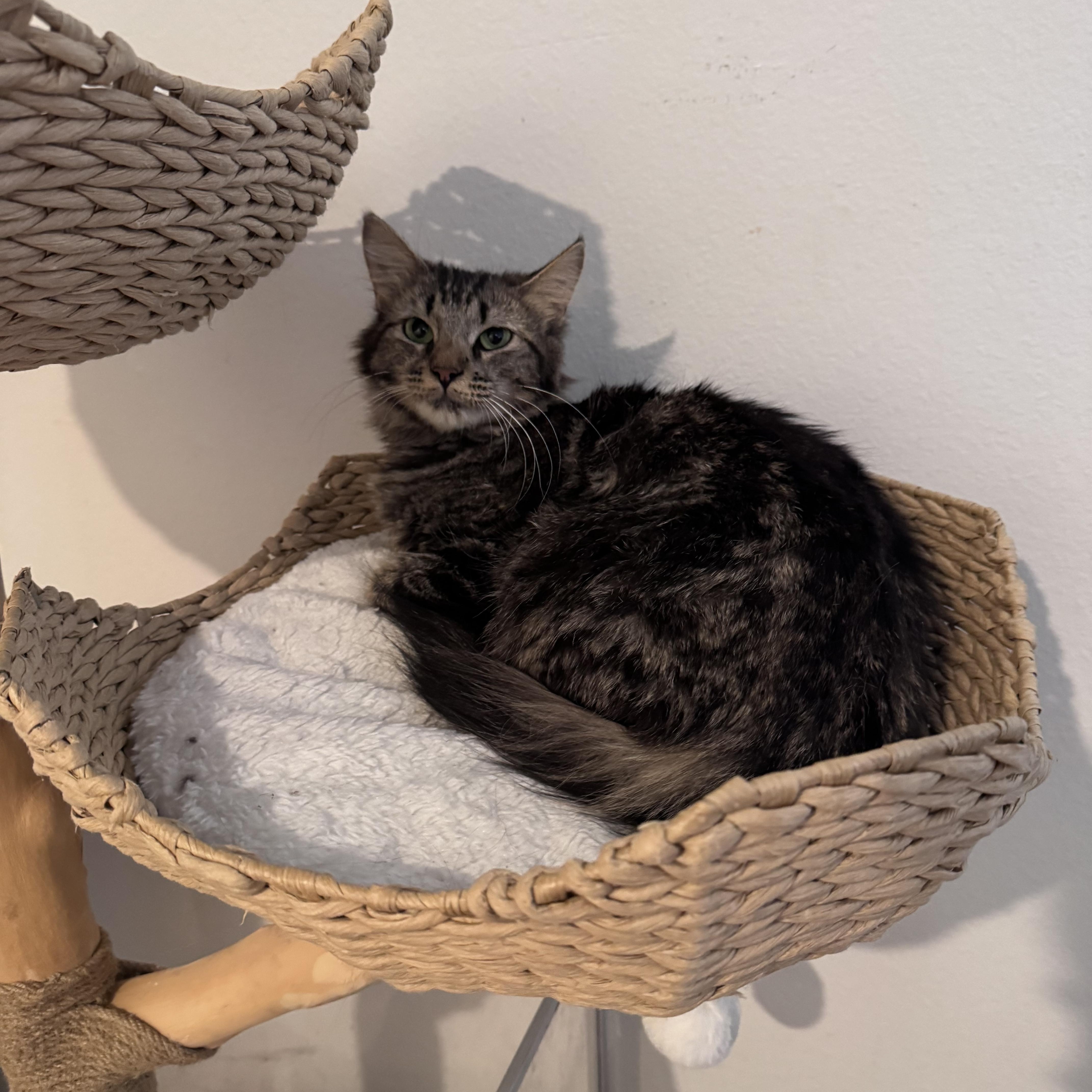 Enlarge Charlotte, a ADOPTABLE Domestic Long Hair in San Diego, CA image 3/4