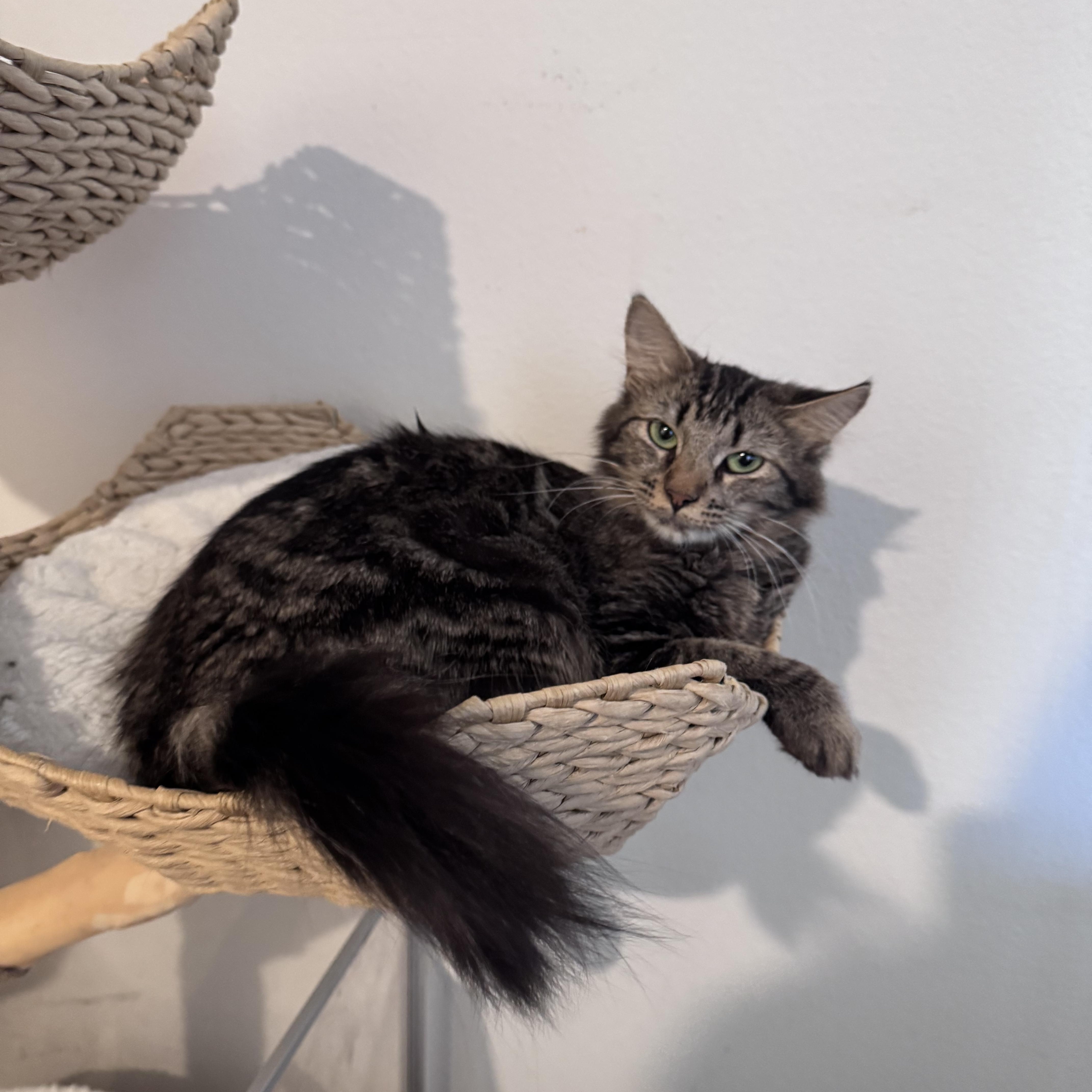 Enlarge Charlotte, a ADOPTABLE Domestic Long Hair in San Diego, CA image 1/4