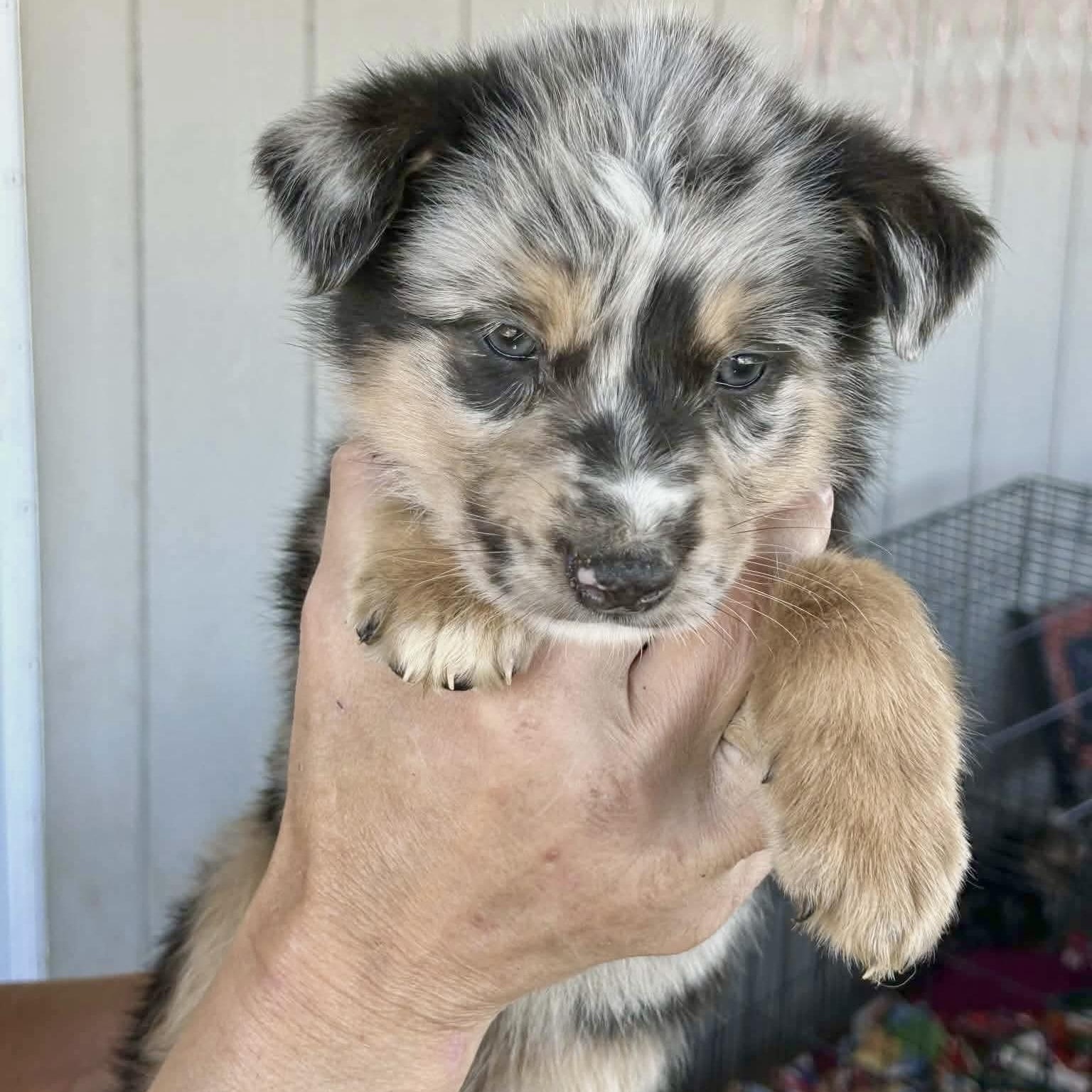 Collins, adopted, Puppy Female Australian Shepherd & German Shepherd Dog.