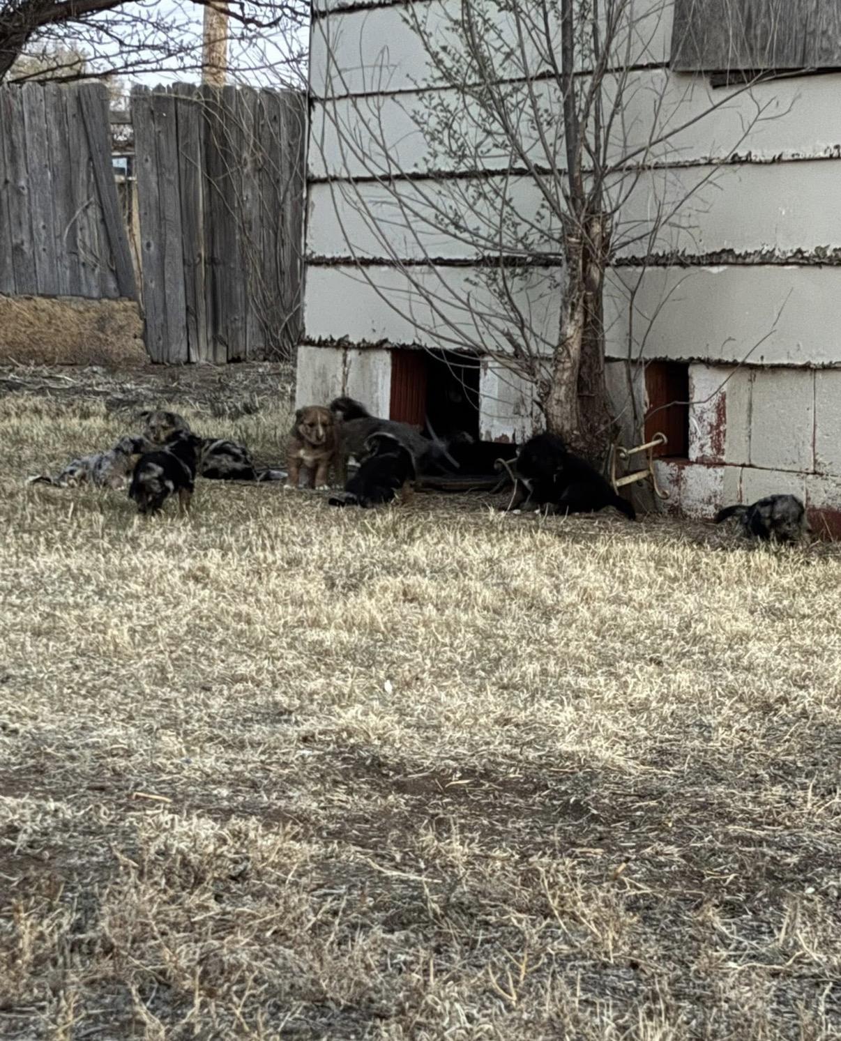 Collins, an adopted mixed breed in Glenolden, PA image 3/3