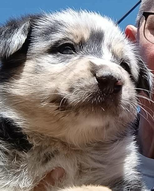 Collins, an adopted mixed breed in Glenolden, PA image 2/3