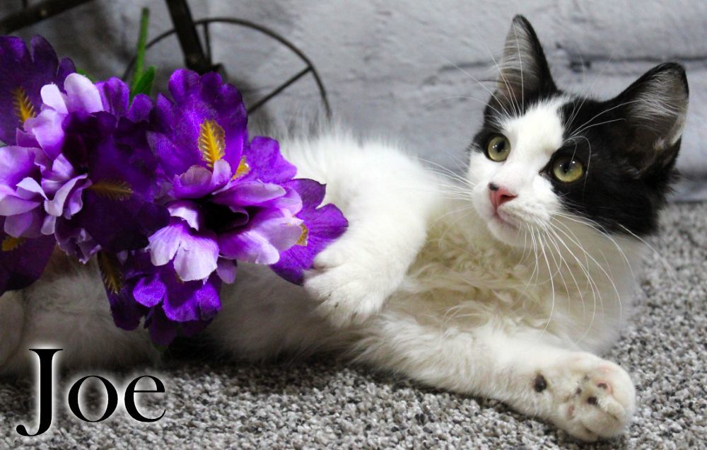Joe, Adopted, Kitten Male Domestic Medium Hair.