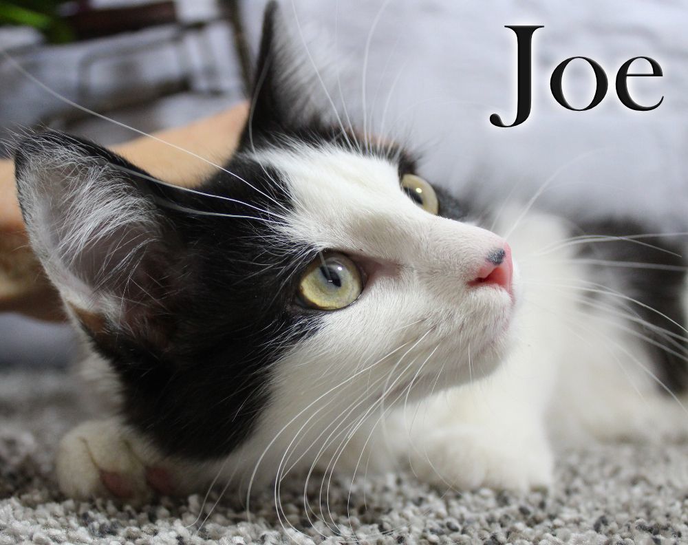 Joe, a Adopted Domestic Medium Hair in Topinabee, MI image 2/16