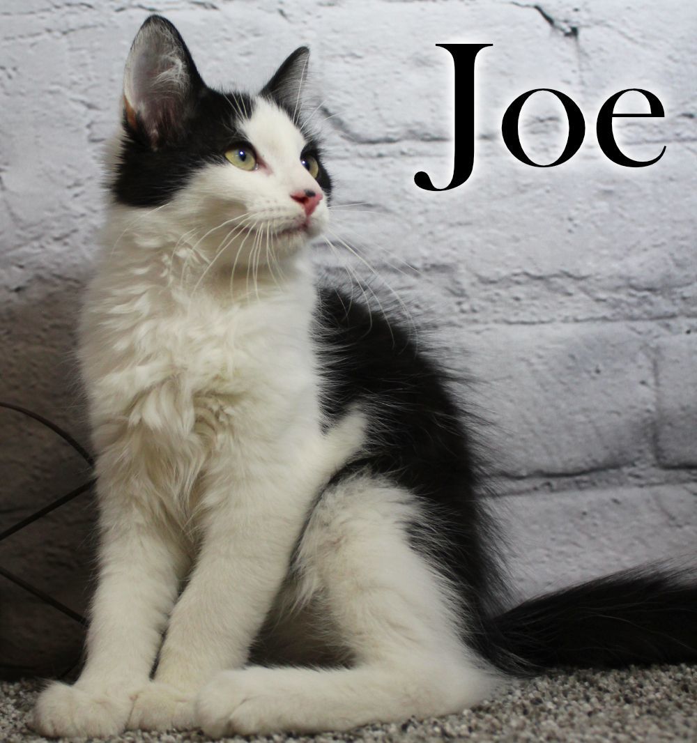 Joe, a Adopted Domestic Medium Hair in Topinabee, MI image 3/16