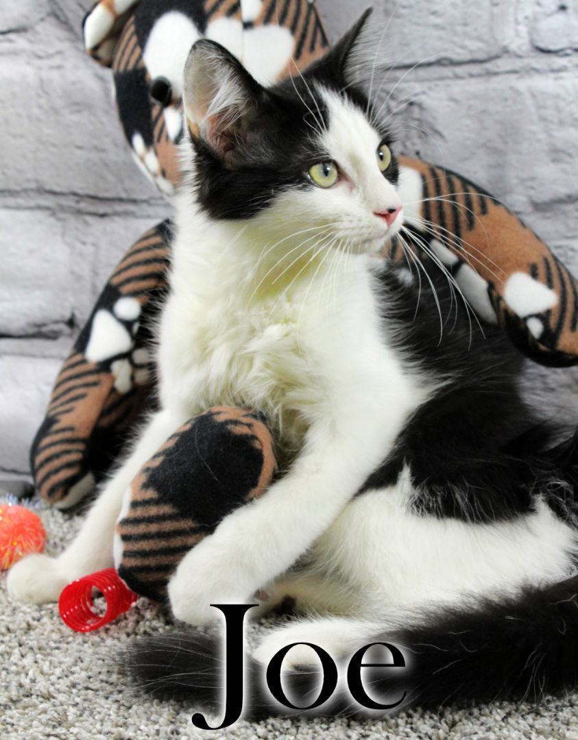 Joe, a Adopted Domestic Medium Hair in Topinabee, MI image 4/16