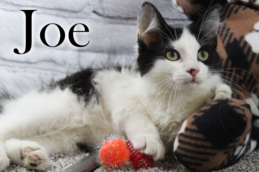 Joe, a Adopted Domestic Medium Hair in Topinabee, MI image 5/16