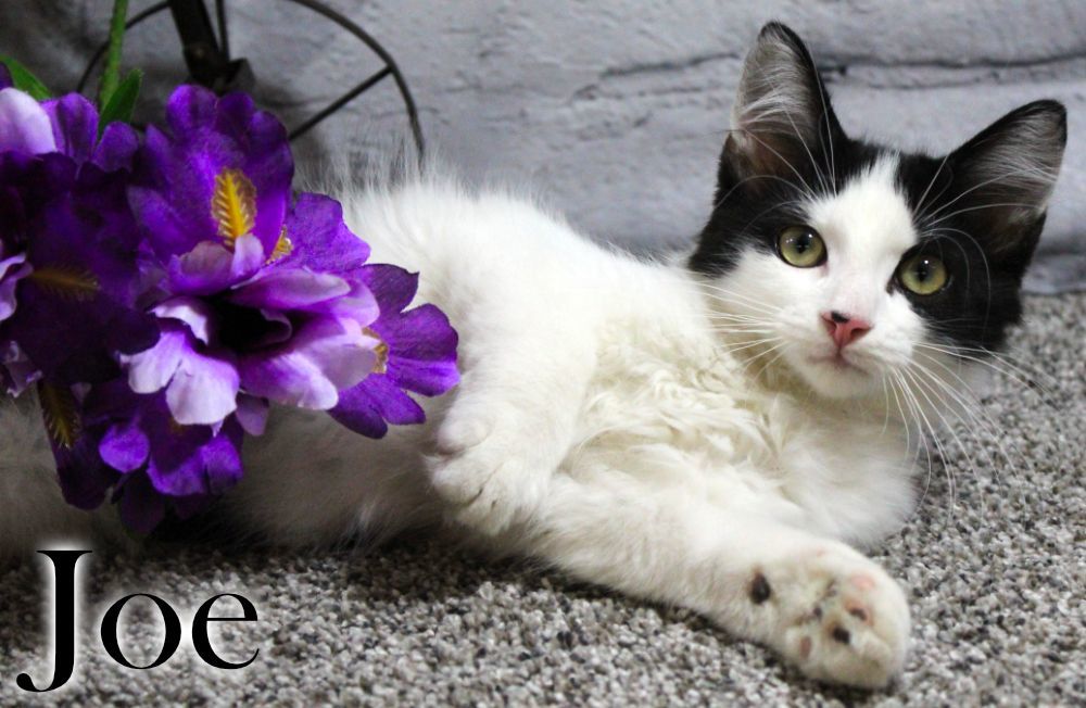 Joe, a Adopted Domestic Medium Hair in Topinabee, MI image 6/16