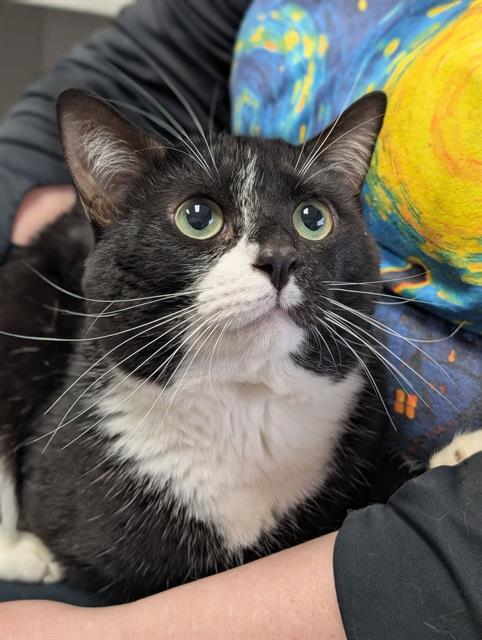 PHANTOM, Adoptable, Young Male Domestic Short Hair.