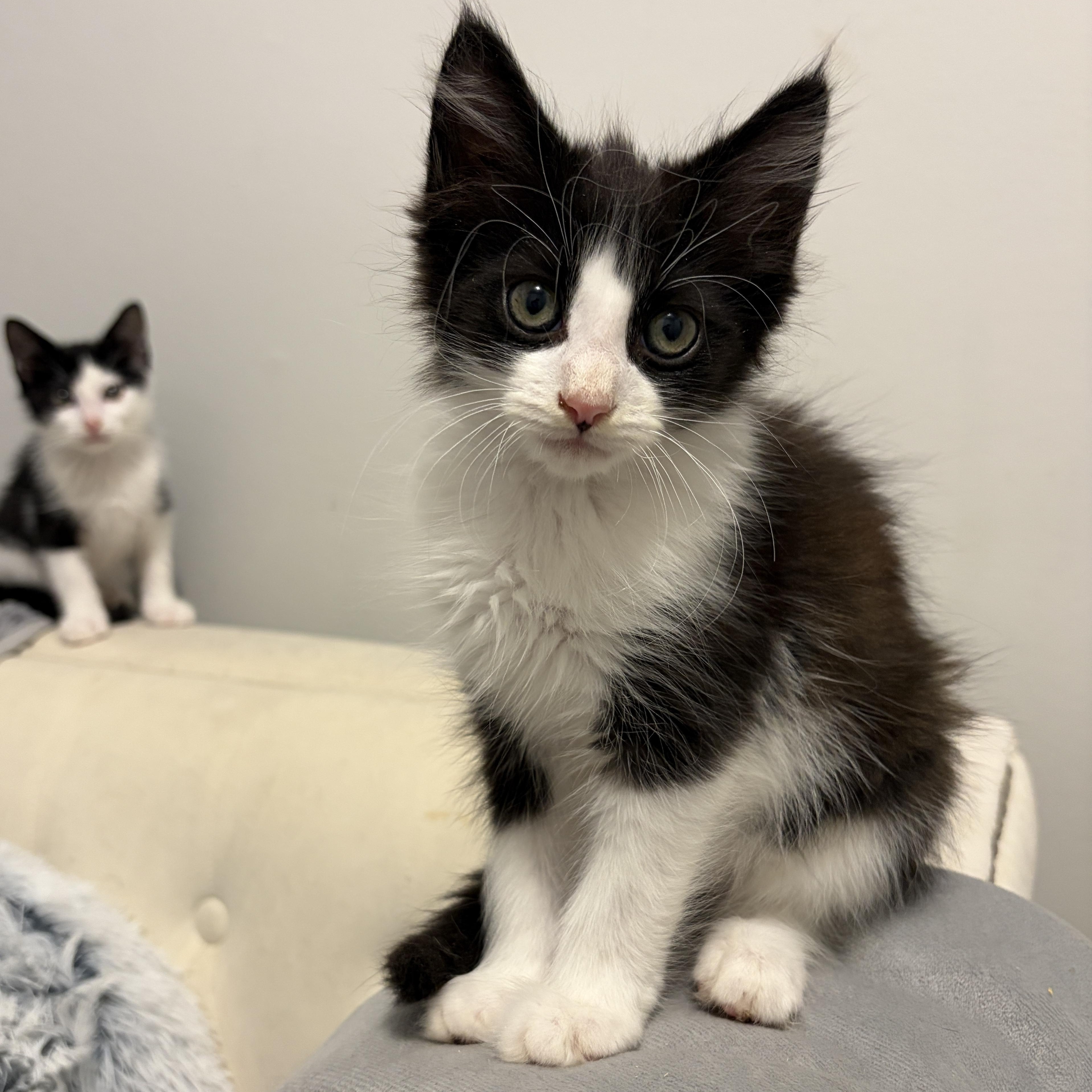 Marley, Adoptable, Kitten Female Domestic Long Hair & Maine Coon.