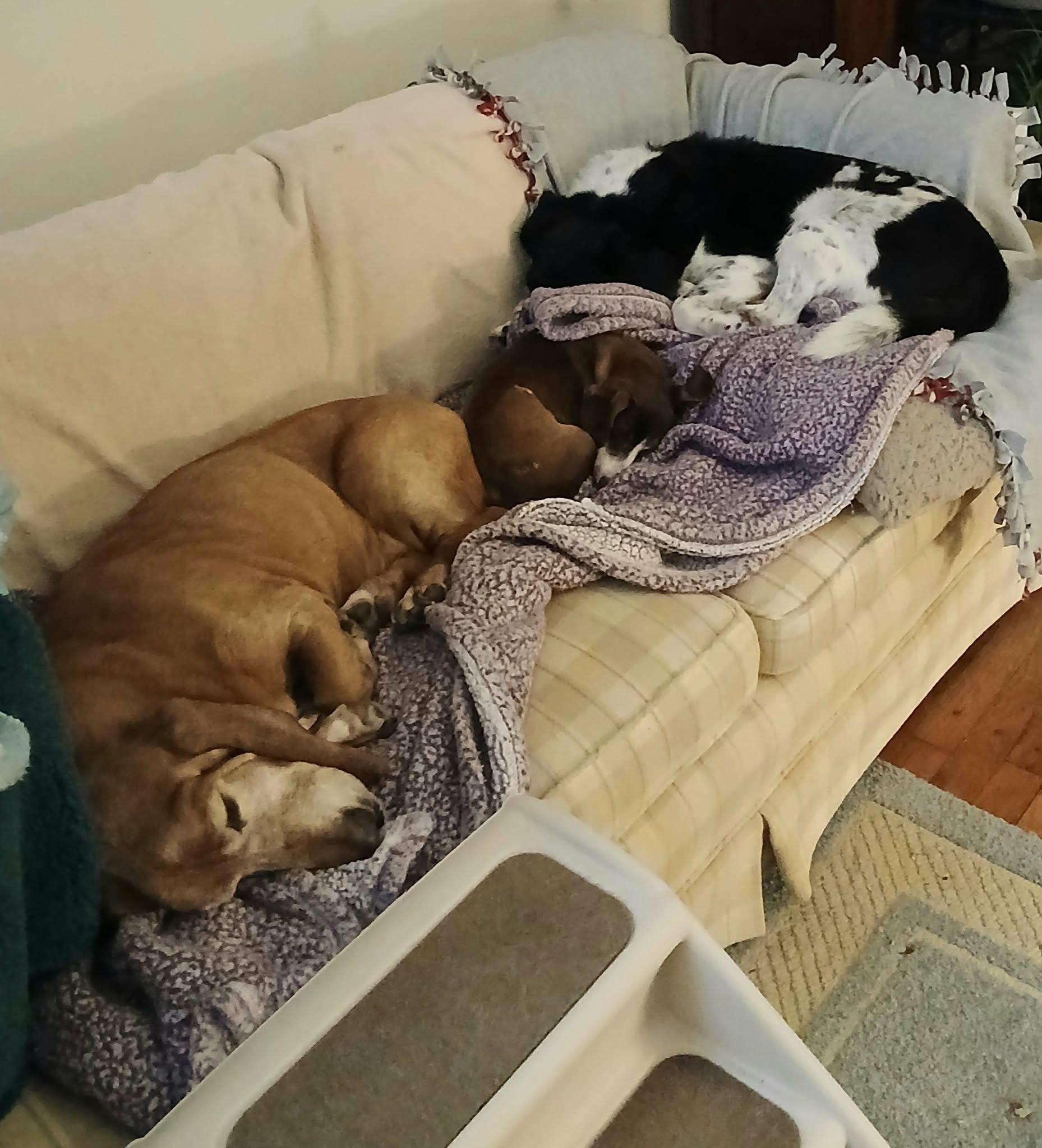 Enlarge Abby, an adopted mixed breed in Anderson, IN image 3/4