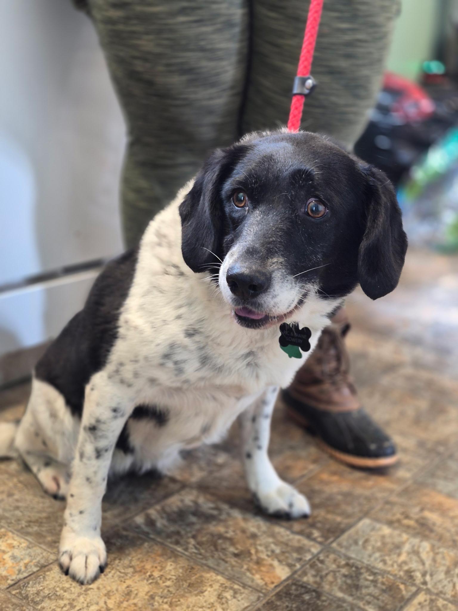 Enlarge Abby, an adopted mixed breed in Anderson, IN image 1/4