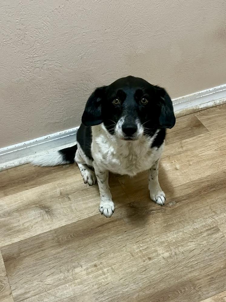 Enlarge Abby, an adopted mixed breed in Anderson, IN image 2/4