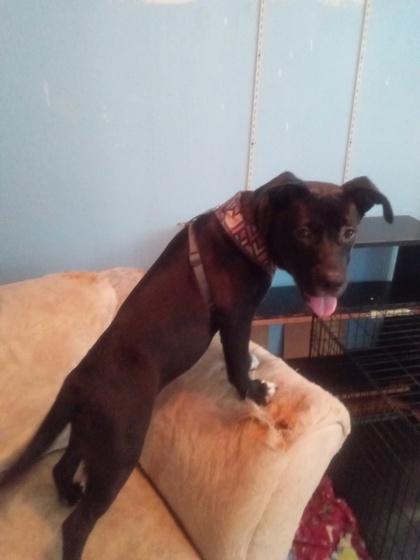 Enlarge Samba (A0059368511) (In a Foster Home), a ADOPTABLE mixed breed in Baton Rouge, LA image 2/3