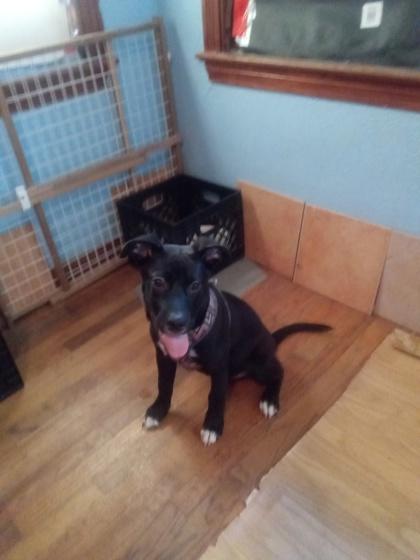 Enlarge Samba (A0059368511) (In a Foster Home), a ADOPTABLE mixed breed in Baton Rouge, LA image 3/3