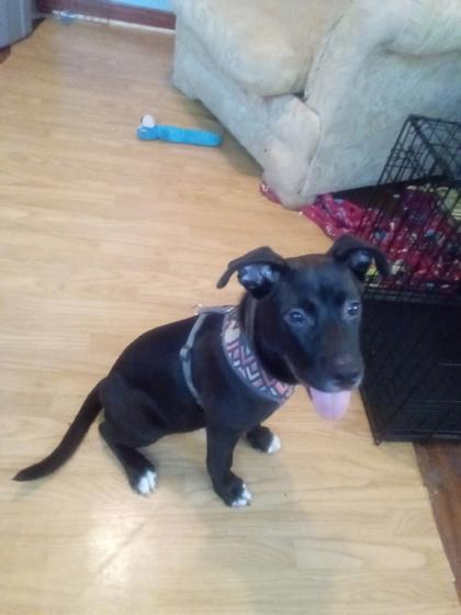 Samba (A0059368511) (In a Foster Home), ADOPTABLE, Young Male Mixed Breed.