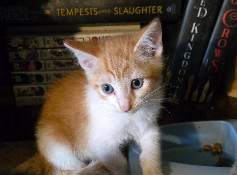 Father Elijah, Adoptable, Kitten Male Domestic Short Hair & Tabby.