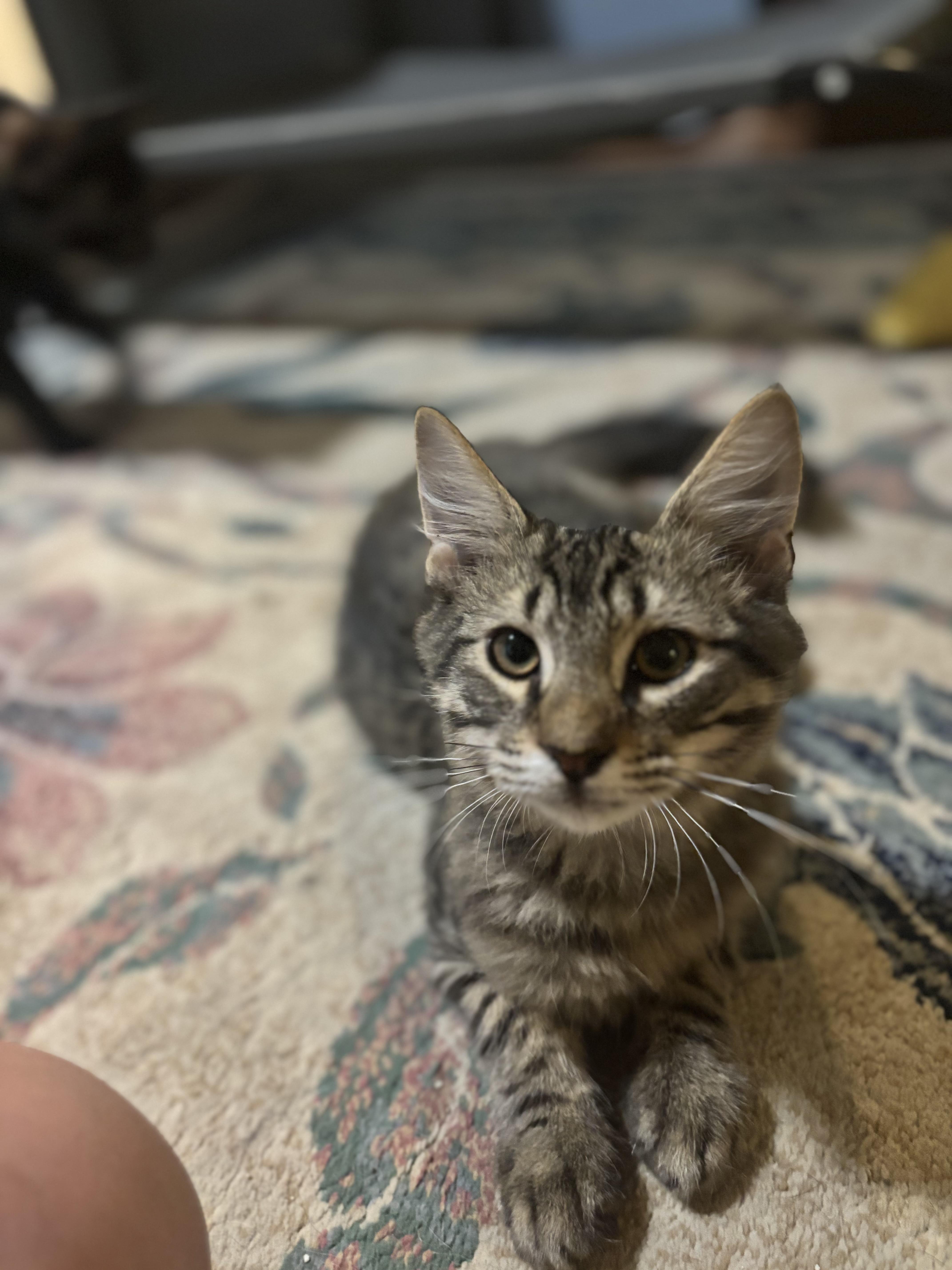 Revolution, an adoptable mixed breed in Succasunna, NJ image 4/5
