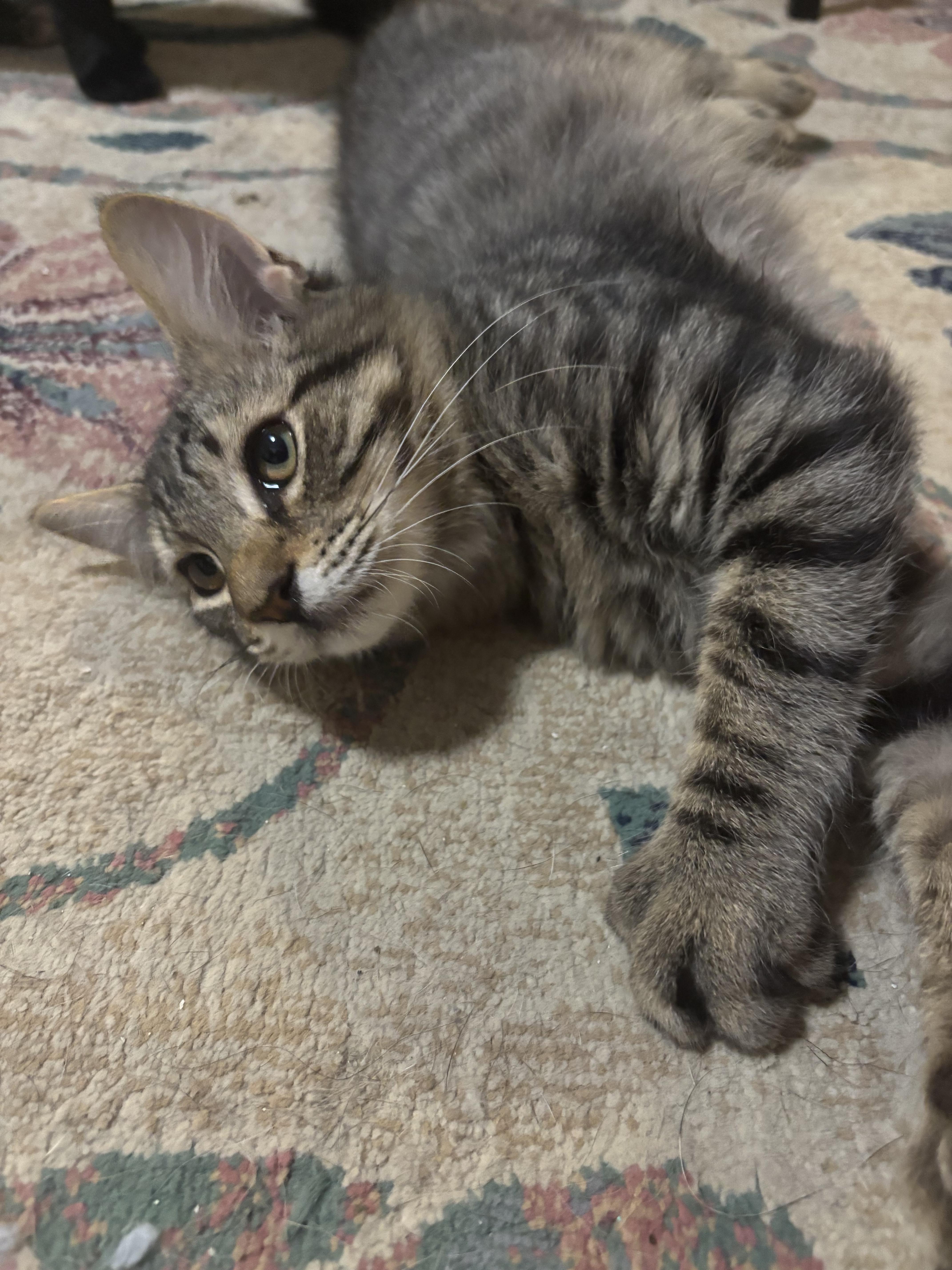 Revolution, adoptable, Kitten Male Domestic Short Hair.