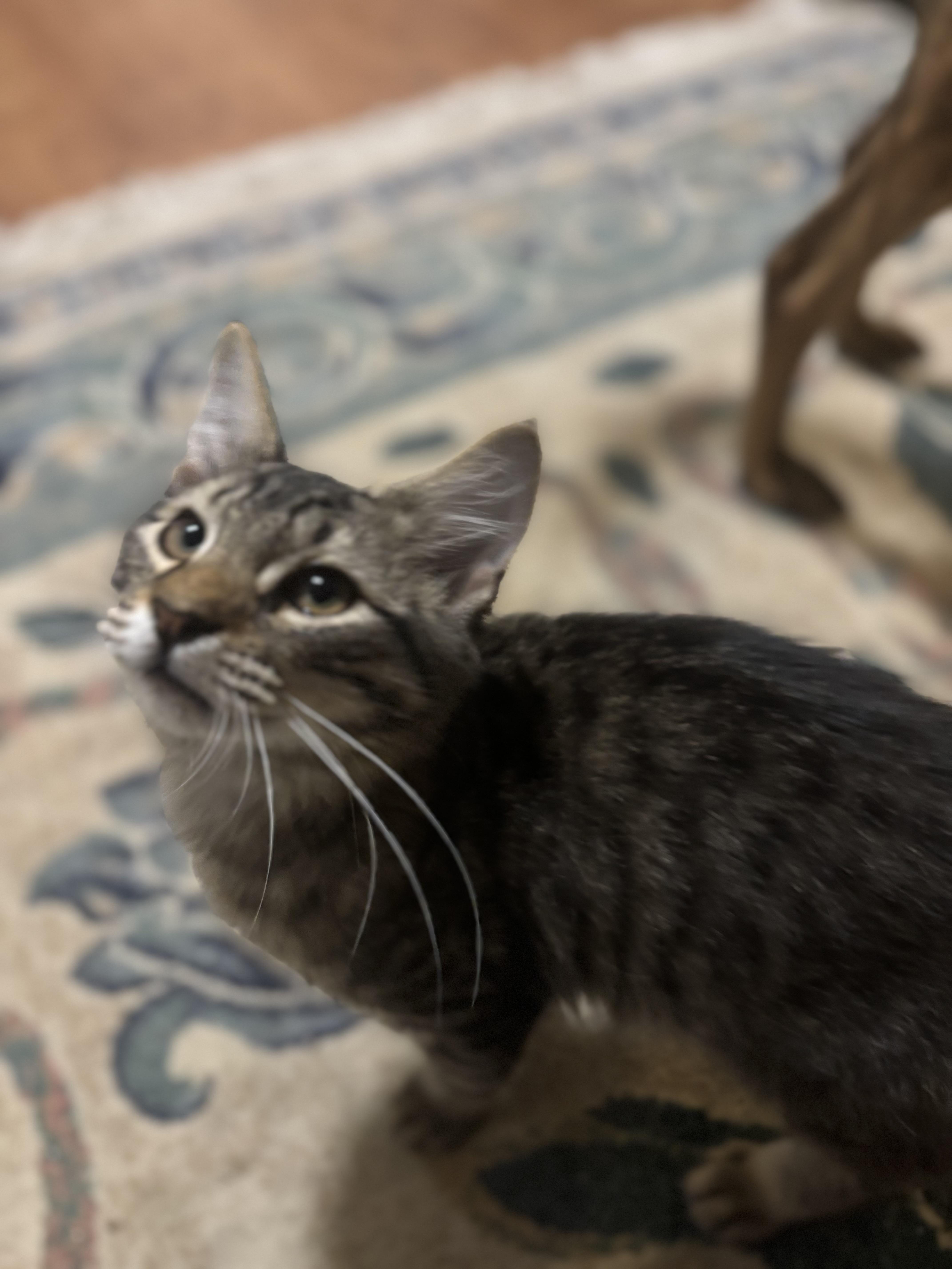 Revolution, an adoptable mixed breed in Succasunna, NJ image 5/5