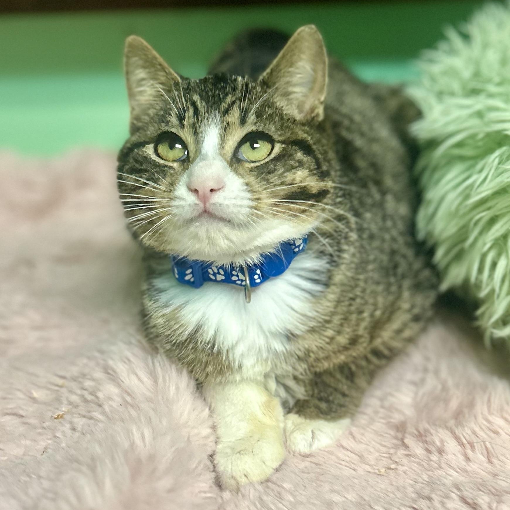 Tarzan, Adoptable, Kitten Male Domestic Short Hair.